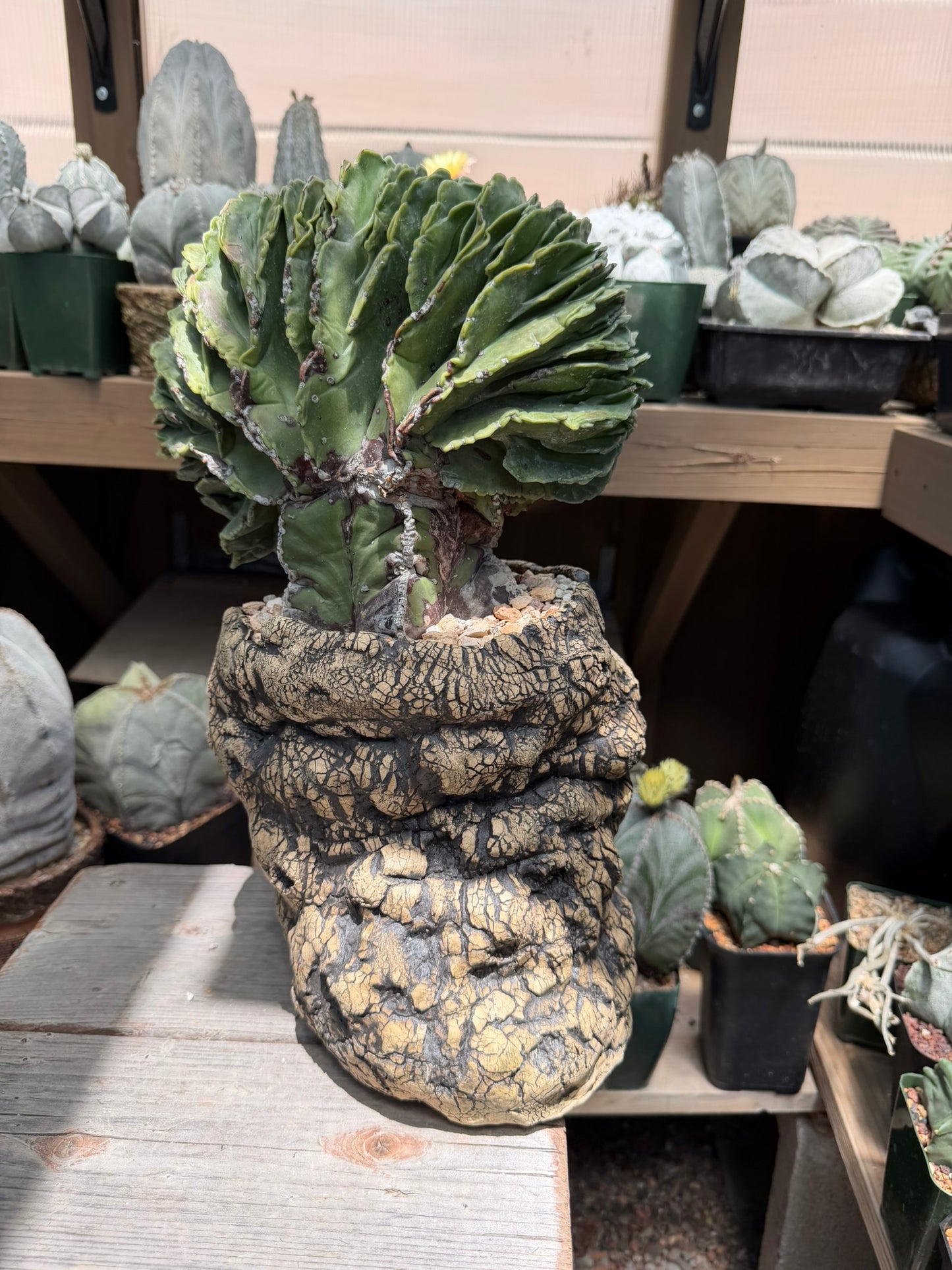 Astrophytum myriostigma Crested