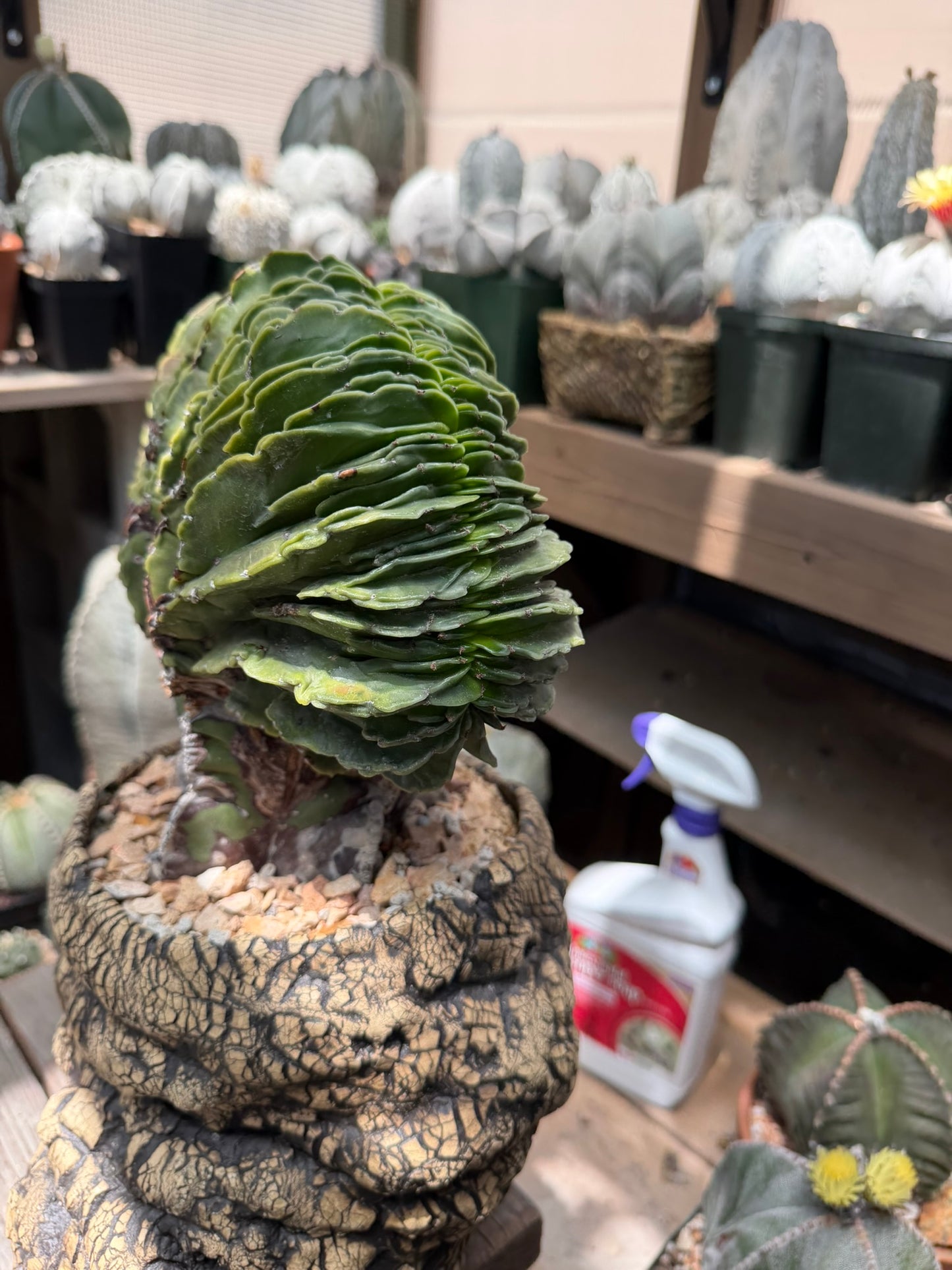 Astrophytum myriostigma Crested