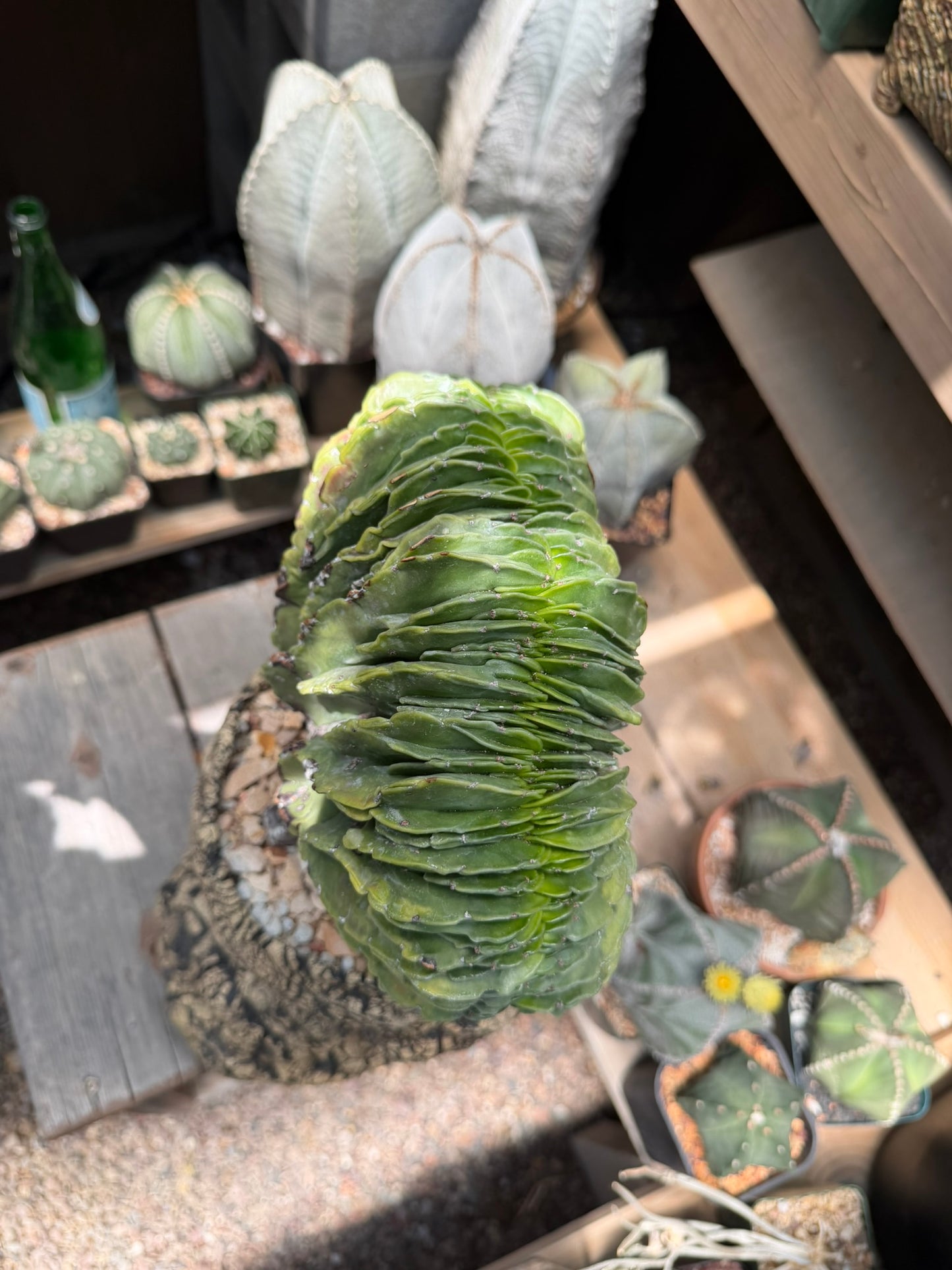 Astrophytum myriostigma Crested