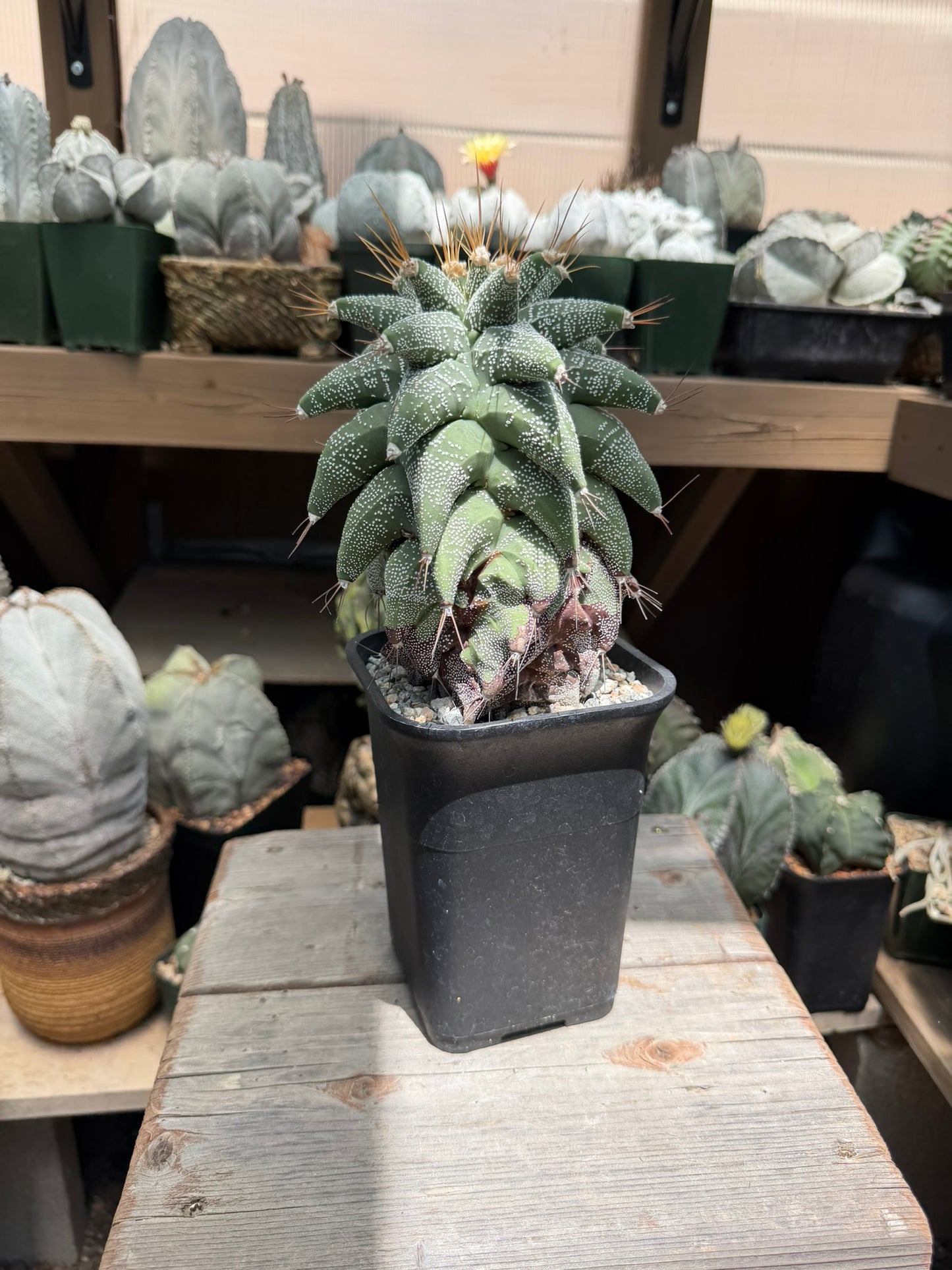 Astrophytum ornatum Kikko
