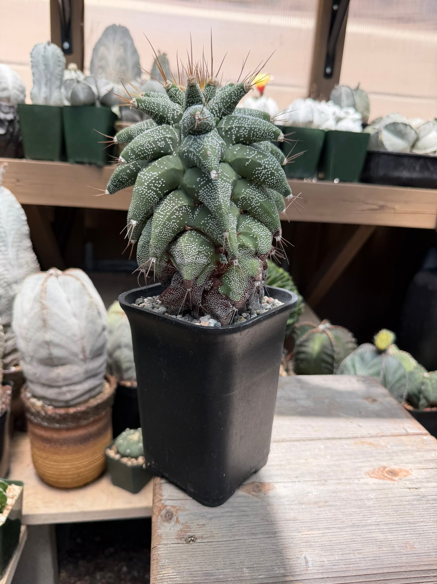 Astrophytum ornatum Kikko