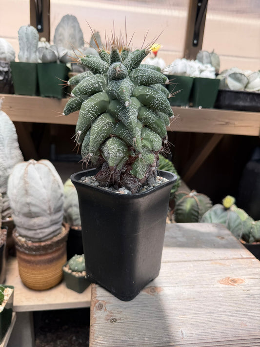Astrophytum ornatum Kikko
