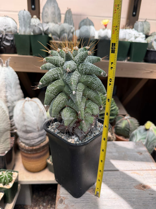 Astrophytum ornatum Kikko