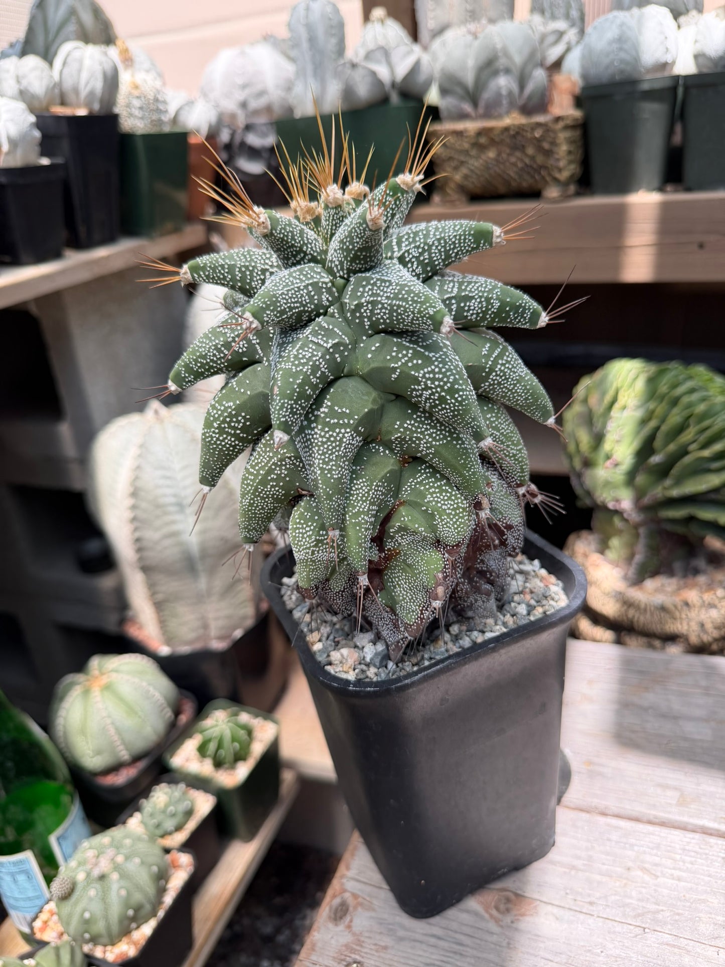 Astrophytum ornatum Kikko