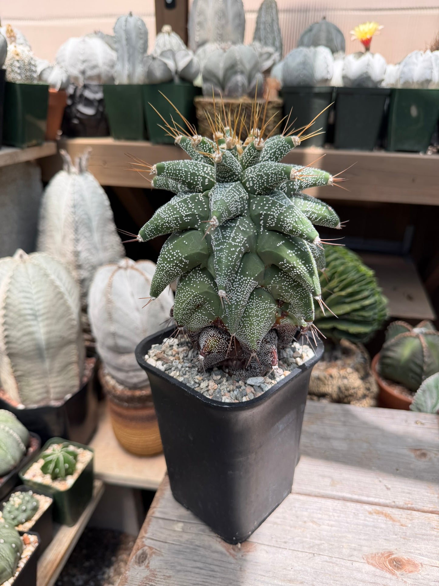 Astrophytum ornatum Kikko