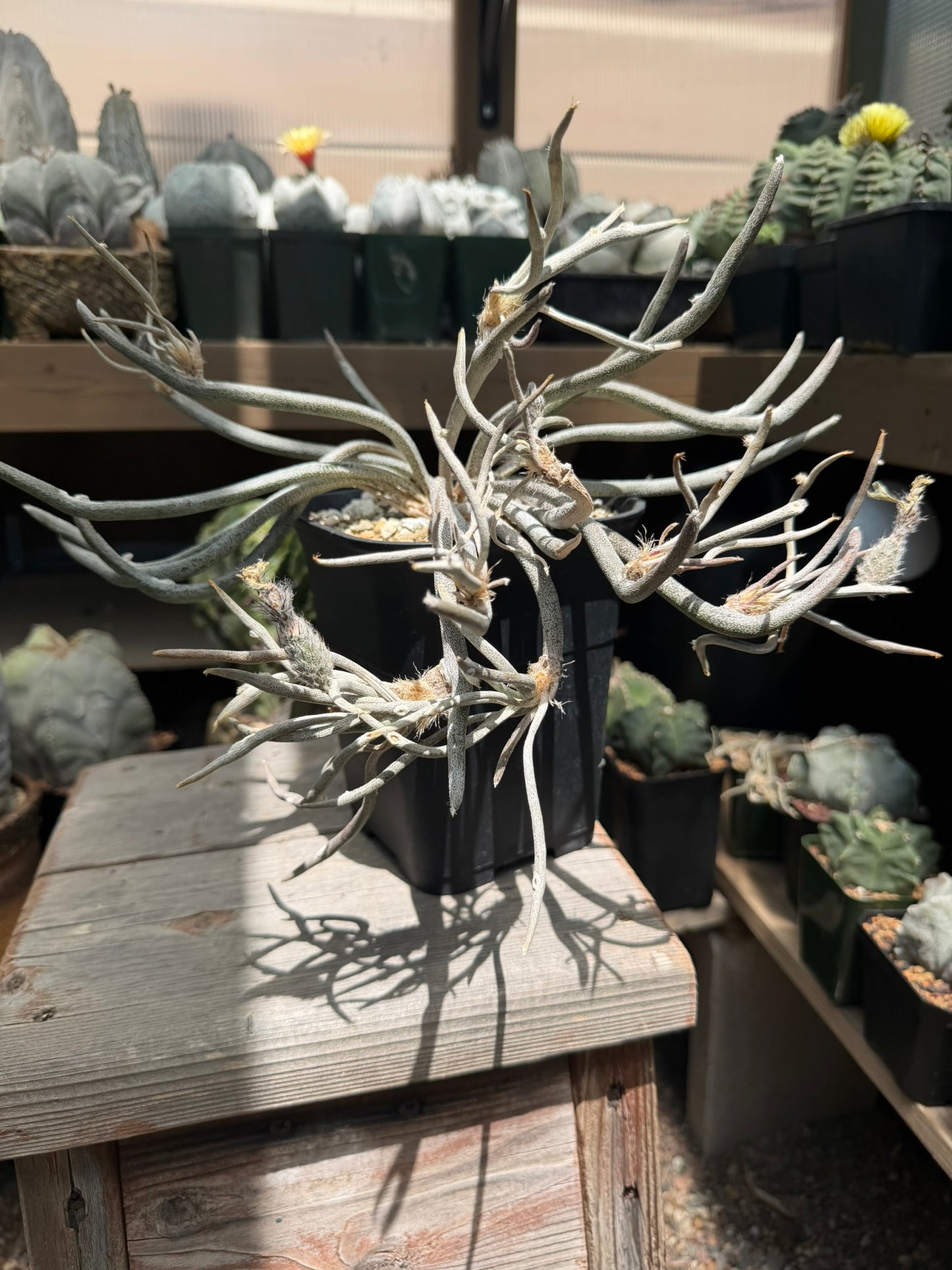Astrophytum caput-medusae