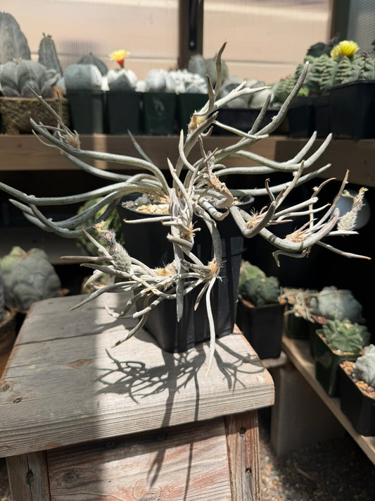 Astrophytum caput-medusae