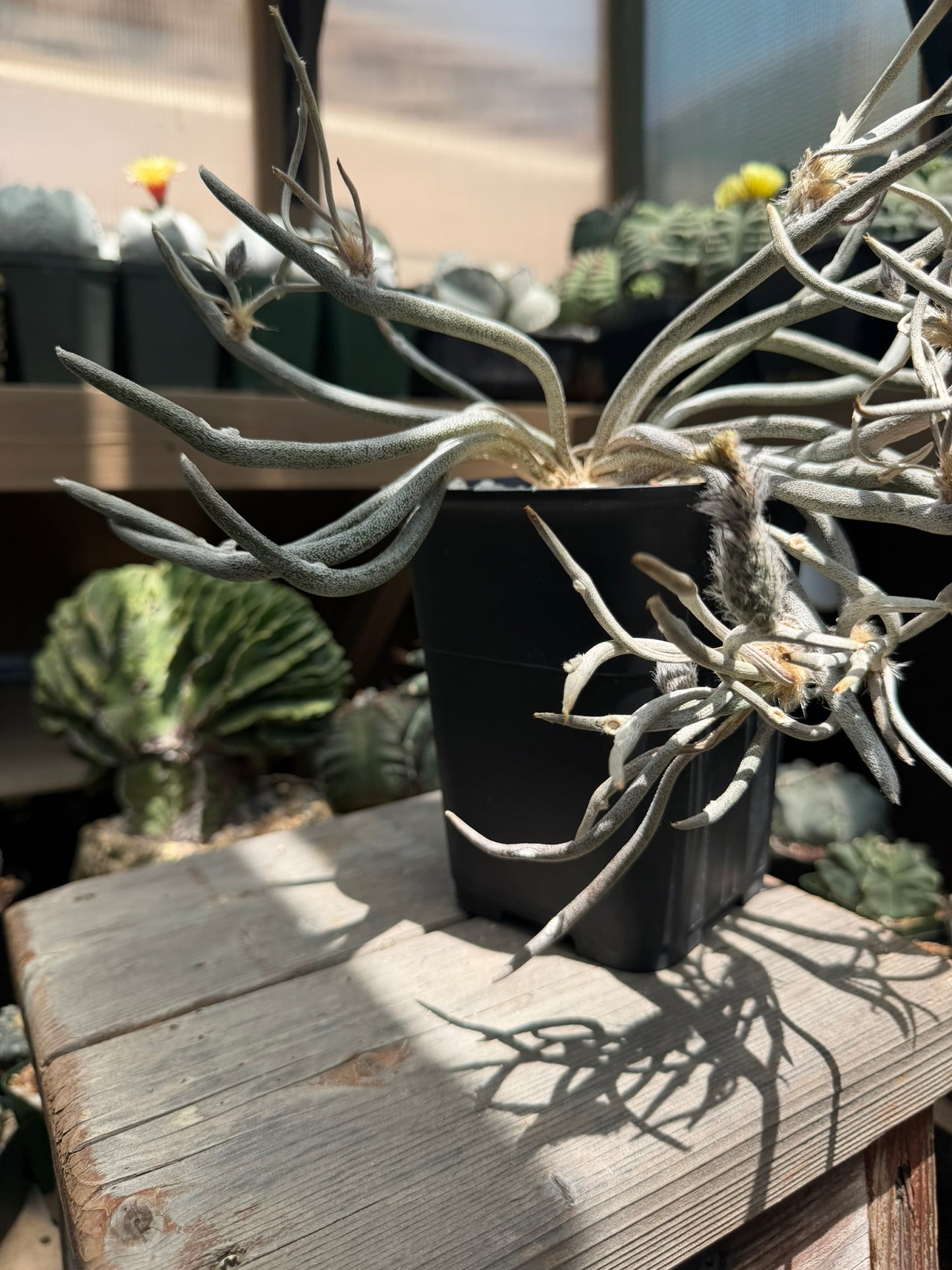 Astrophytum caput-medusae