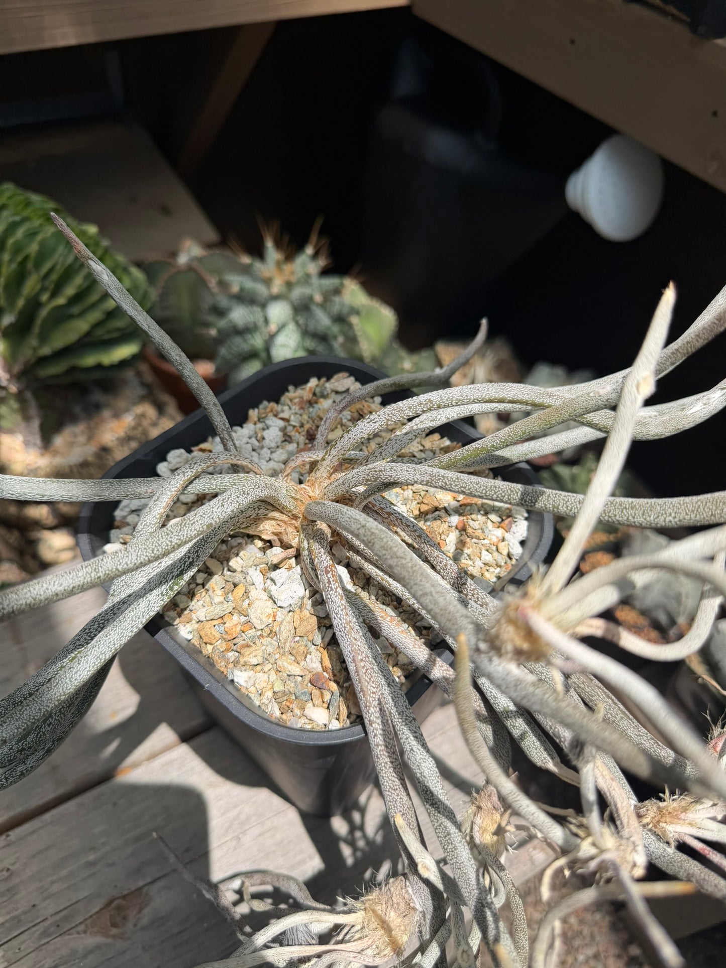Astrophytum caput-medusae