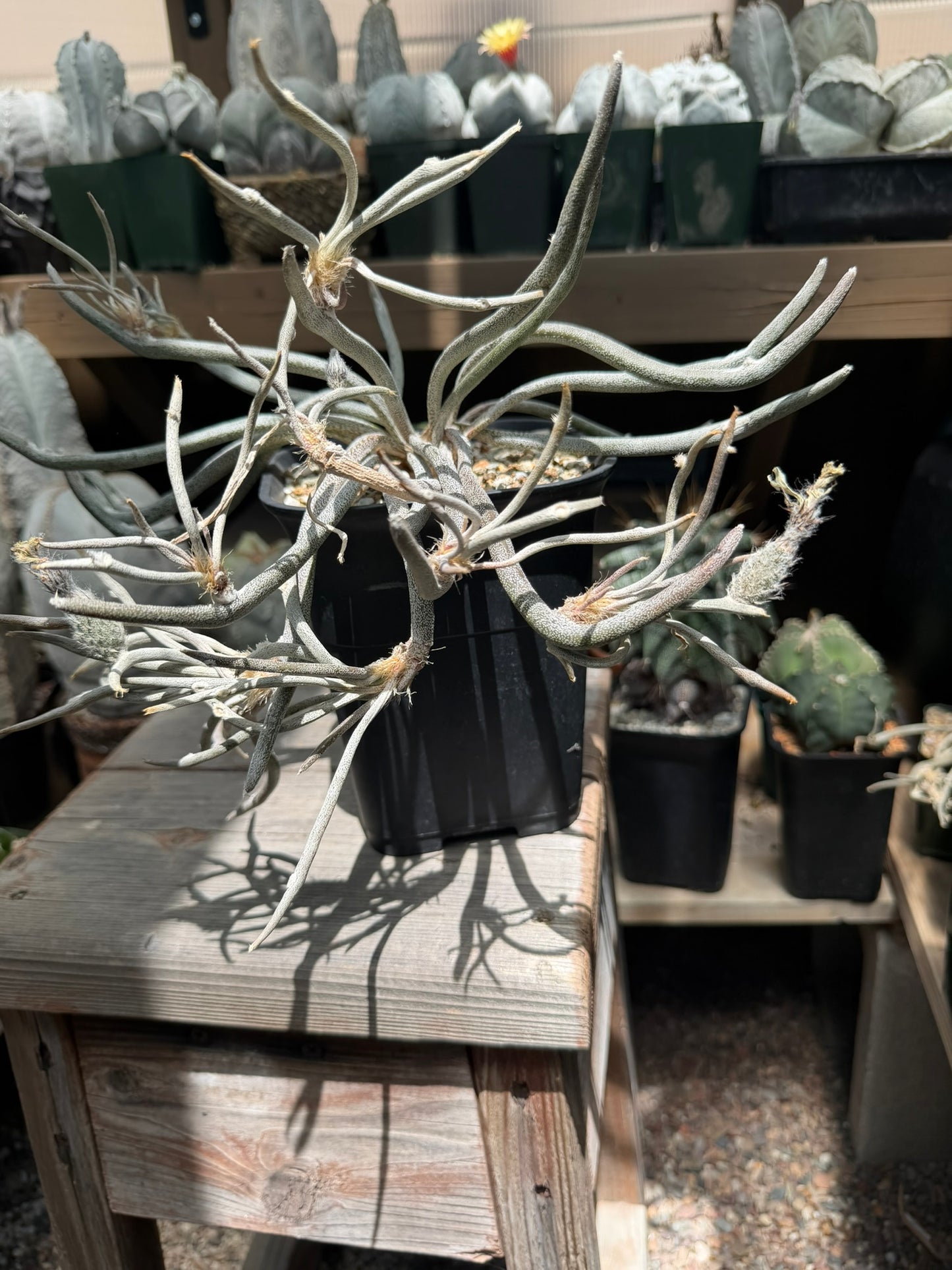 Astrophytum caput-medusae