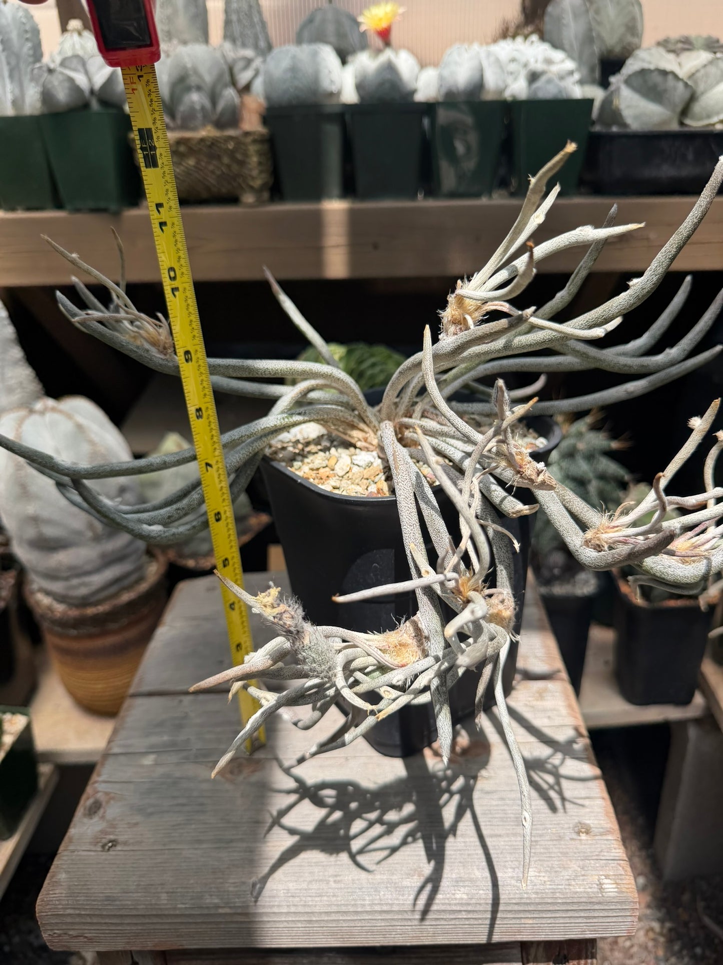 Astrophytum caput-medusae