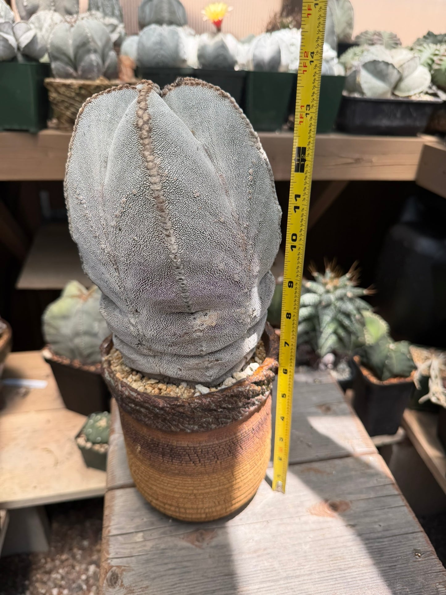 Astrophytum myriostigma Onzuka