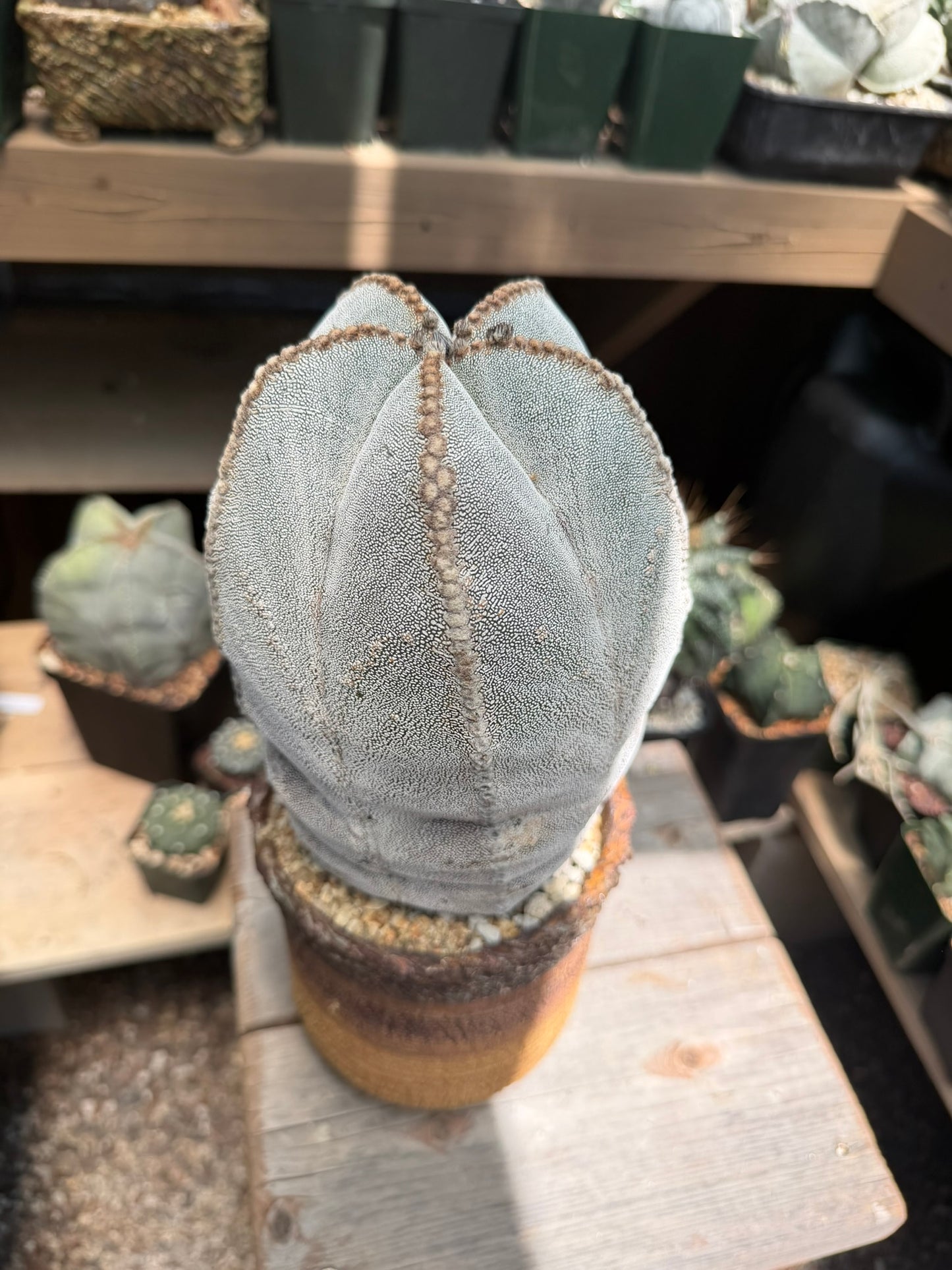 Astrophytum myriostigma Onzuka