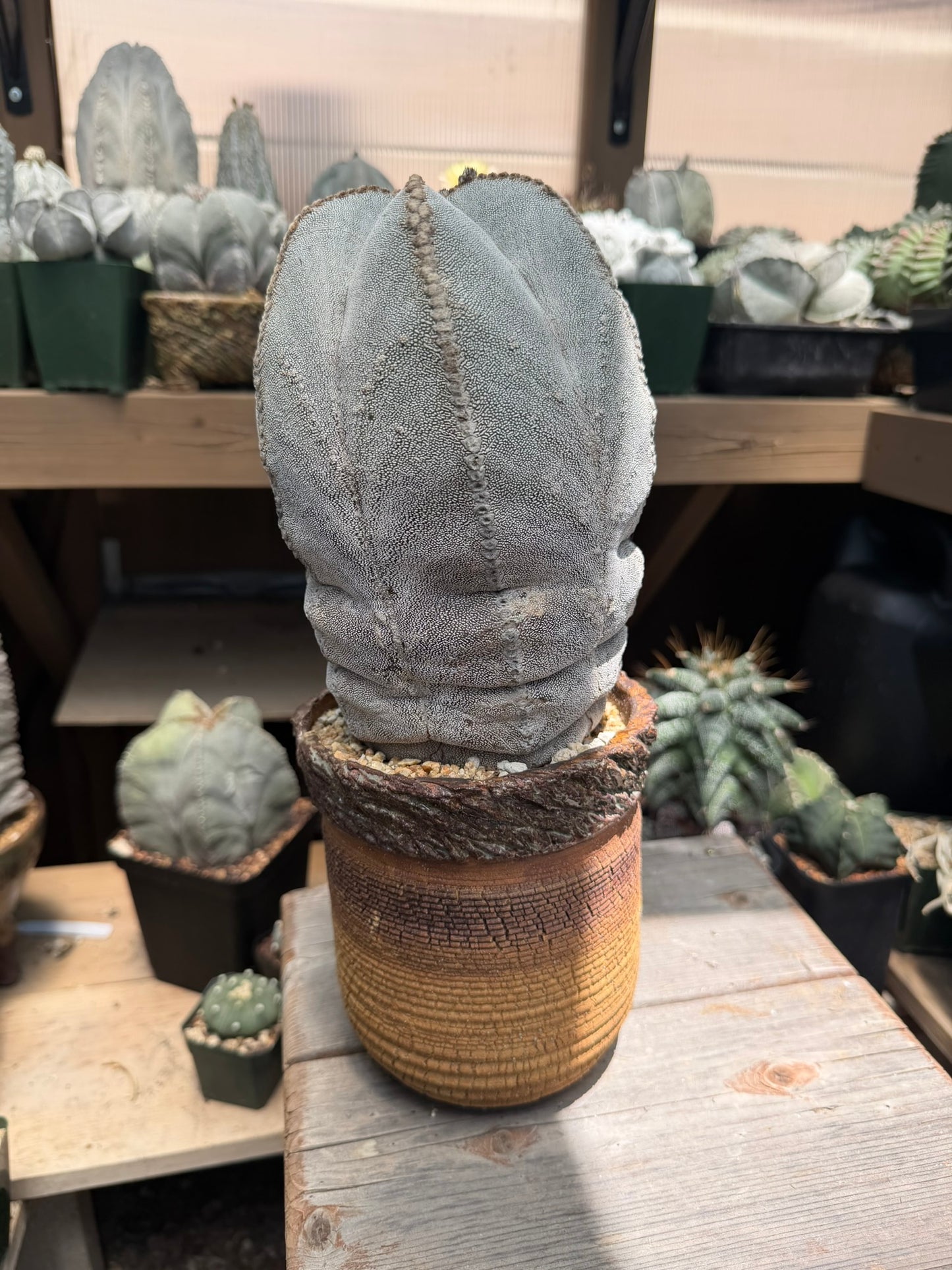 Astrophytum myriostigma Onzuka