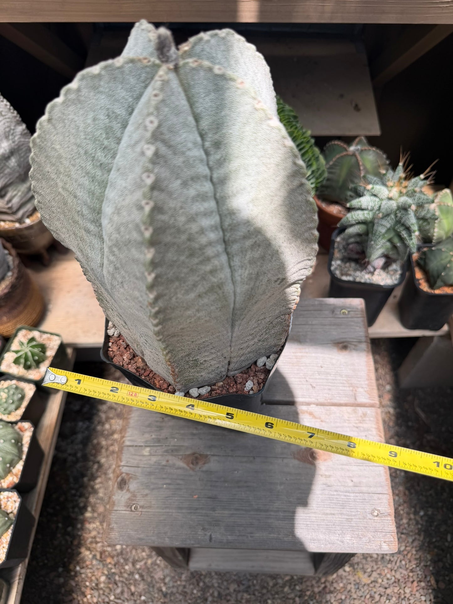 Astrophytum coahuilense