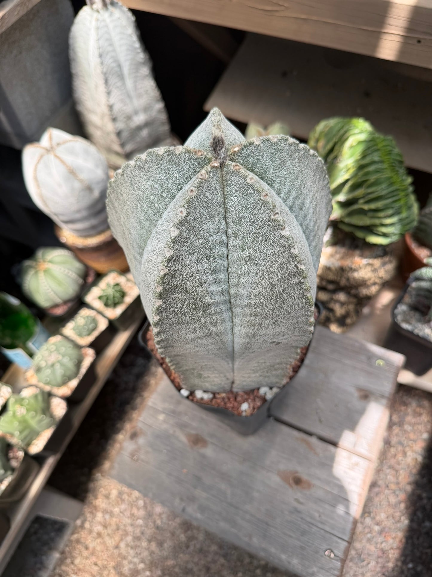 Astrophytum coahuilense