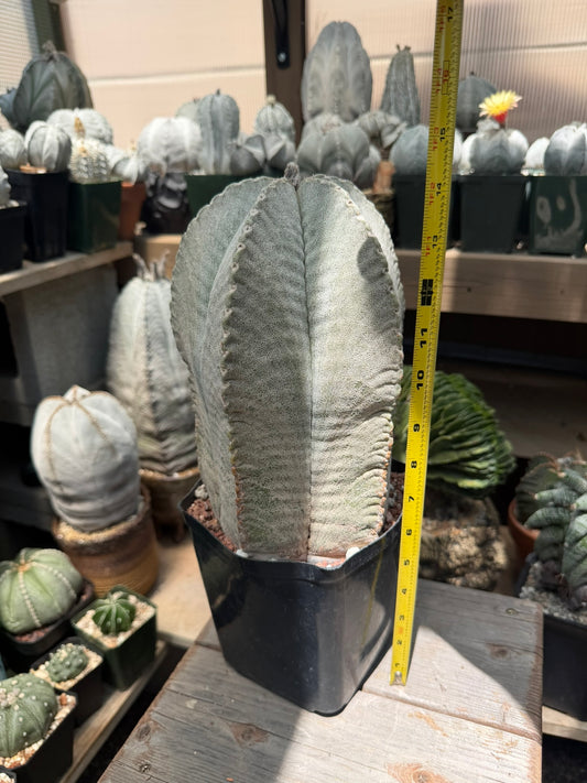 Astrophytum coahuilense
