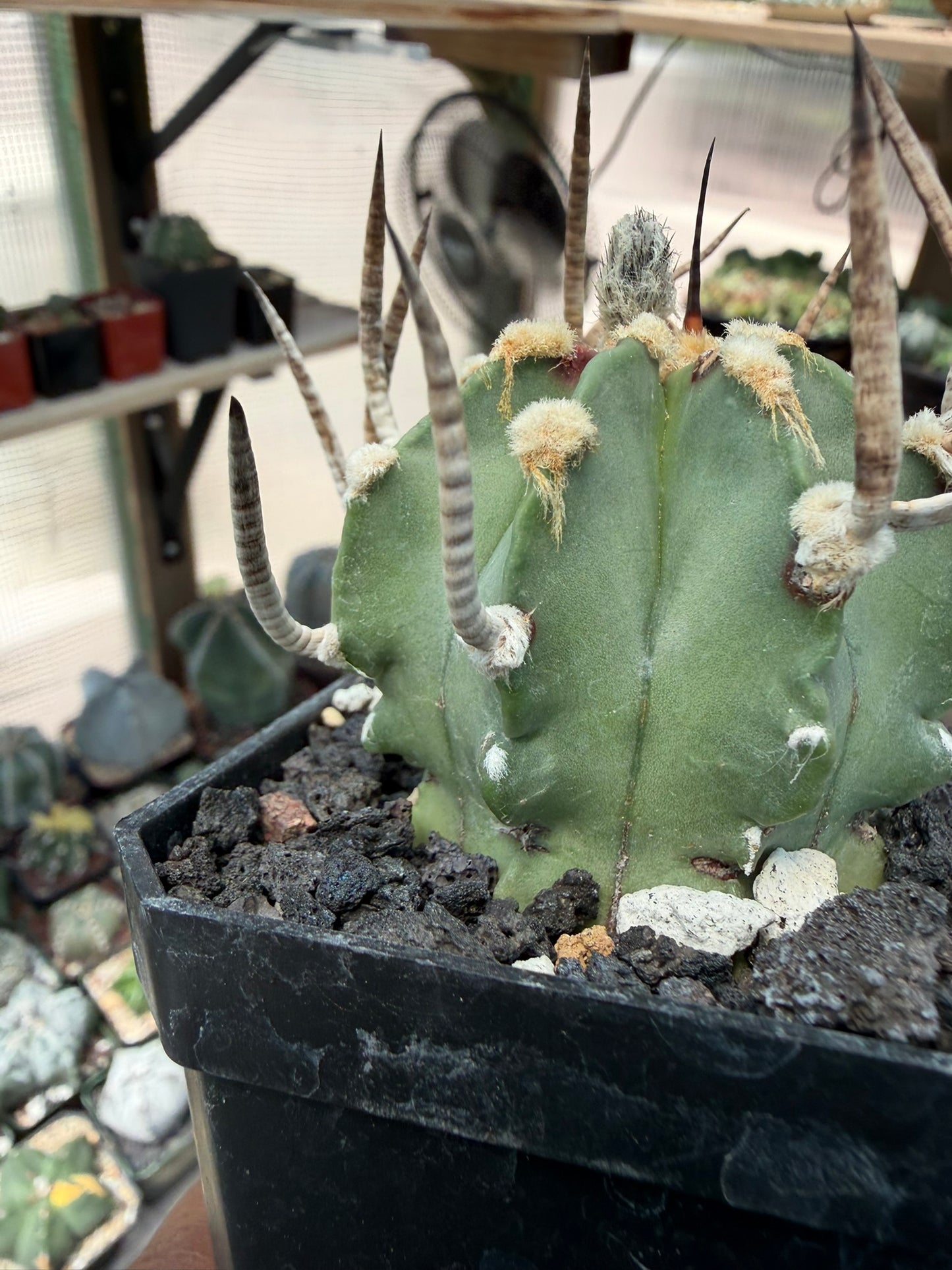 Astrophytum capricorne Taiho-Gyoku Buffalo