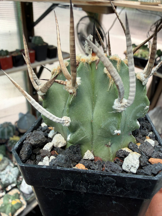 Astrophytum capricorne Taiho-Gyoku Buffalo