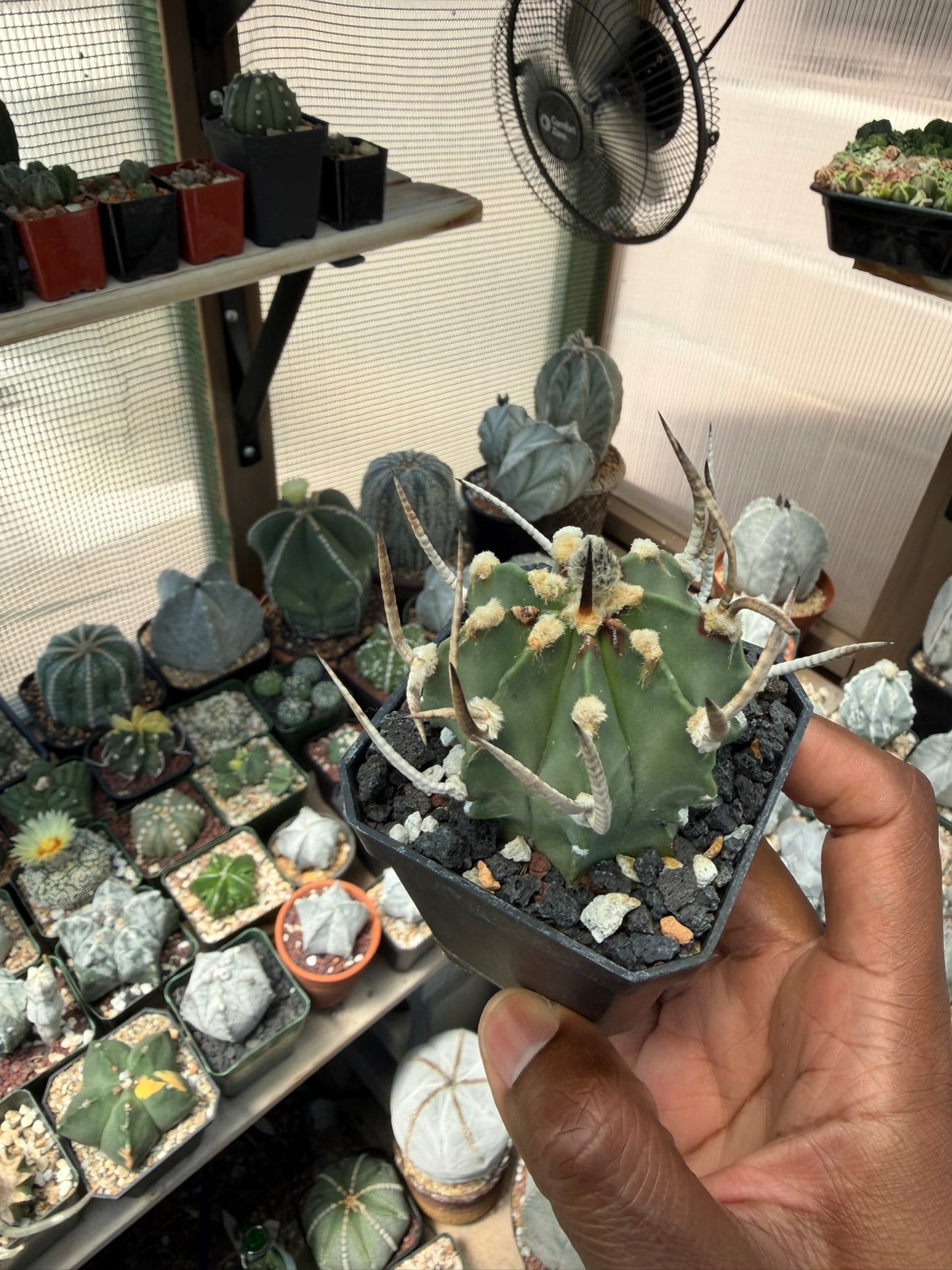Astrophytum capricorne Taiho-Gyoku Buffalo