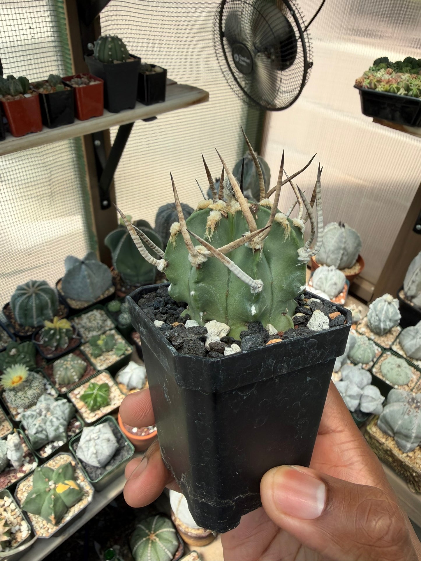Astrophytum capricorne Taiho-Gyoku Buffalo