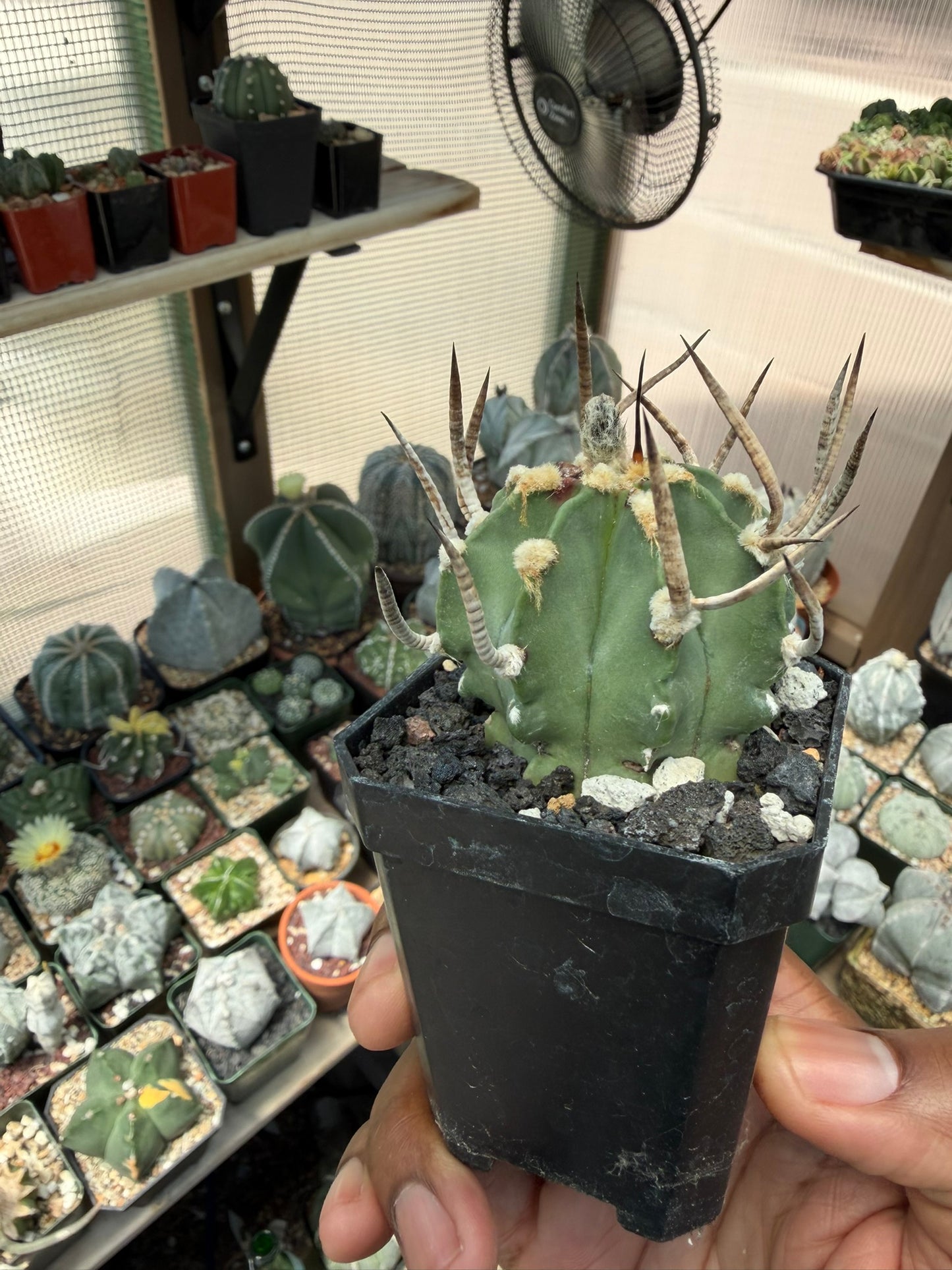 Astrophytum capricorne Taiho-Gyoku Buffalo
