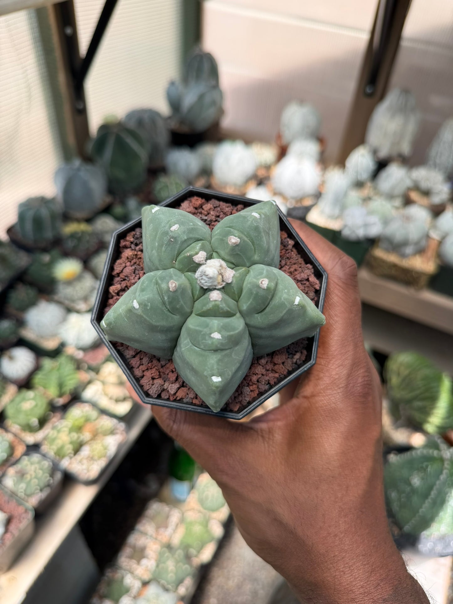 Astrophytum myriostigma Kikko