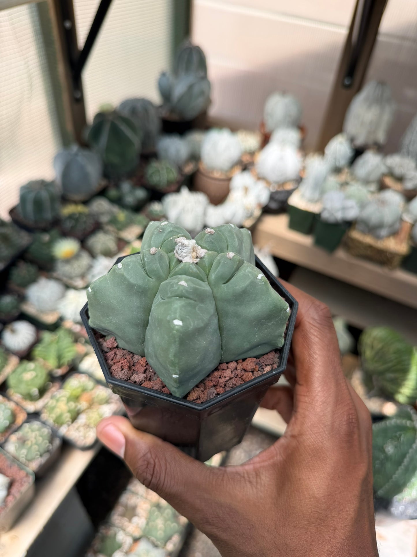 Astrophytum myriostigma Kikko