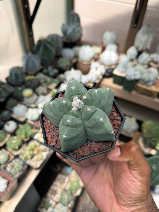 Astrophytum myriostigma Kikko