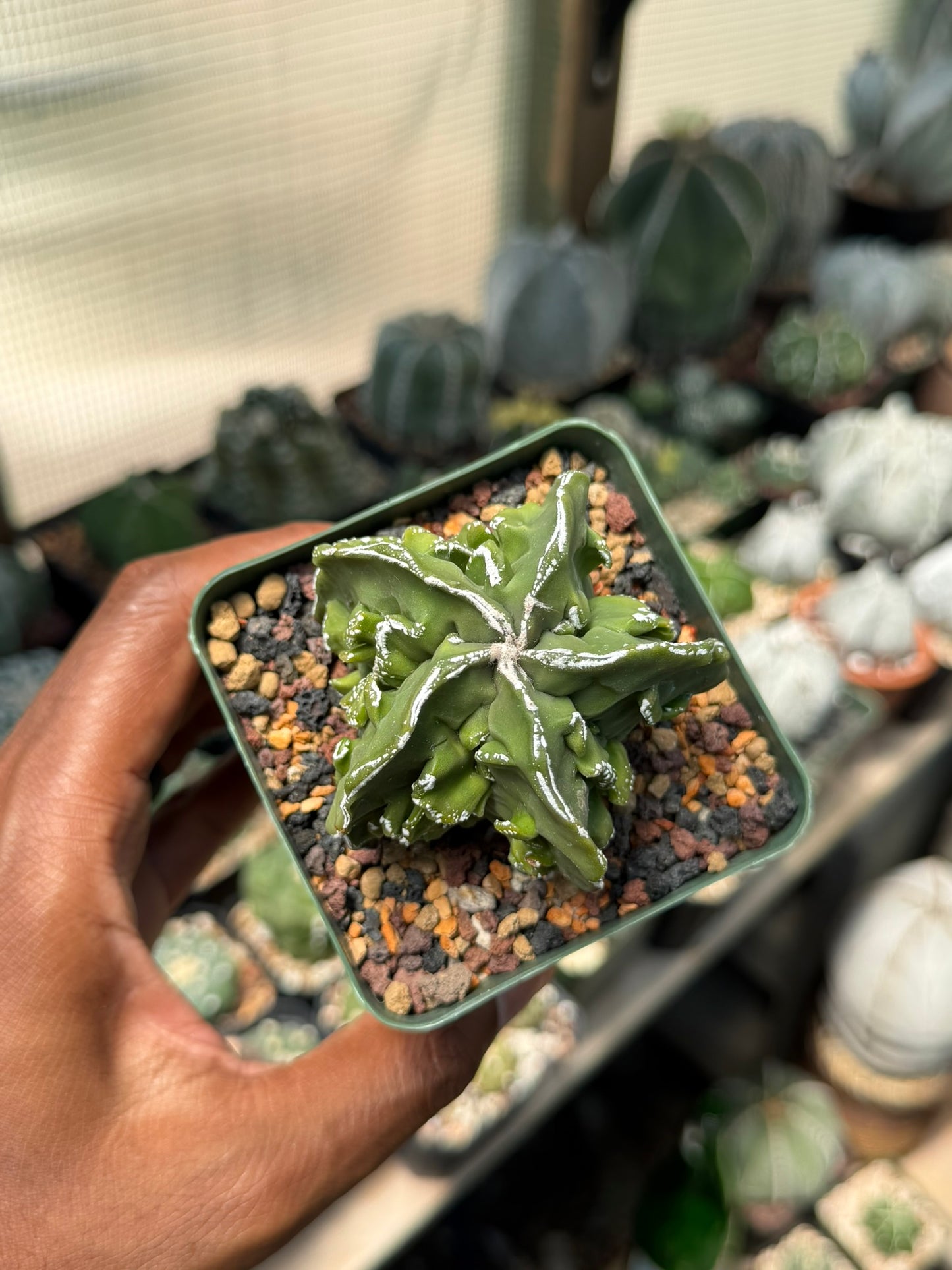 Astrophytum myriostigma Fukuryu