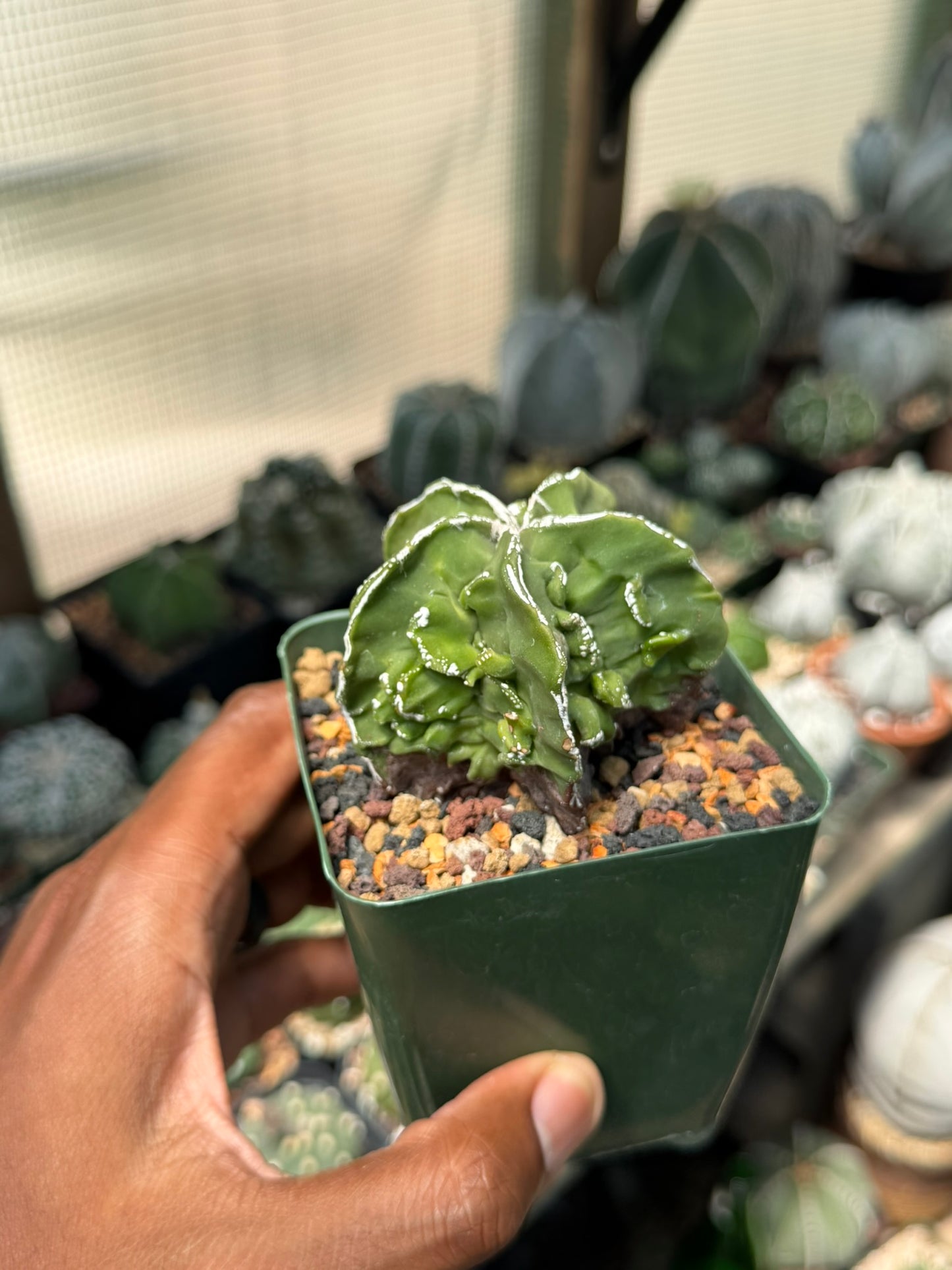 Astrophytum myriostigma Fukuryu