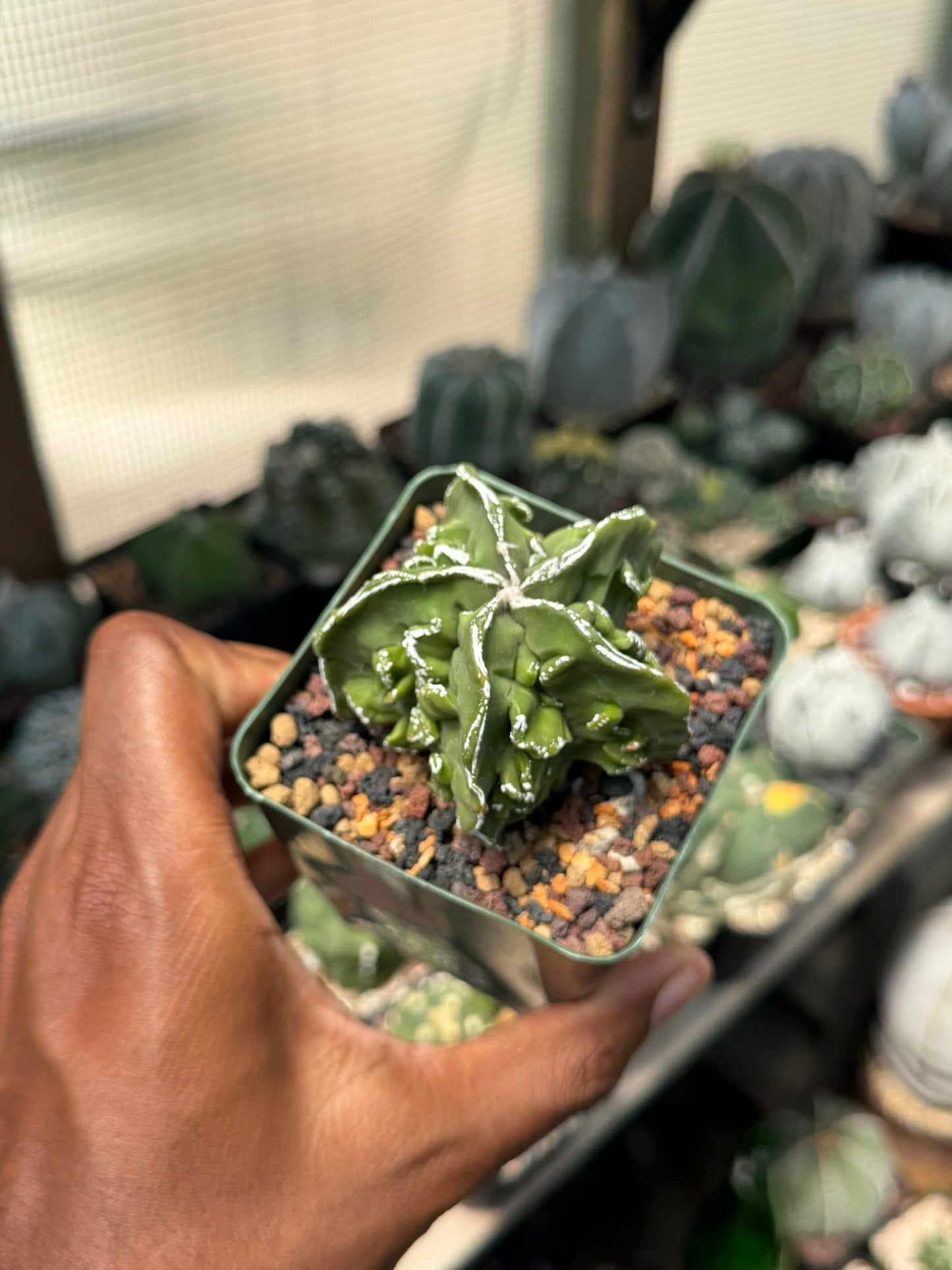 Astrophytum myriostigma Fukuryu