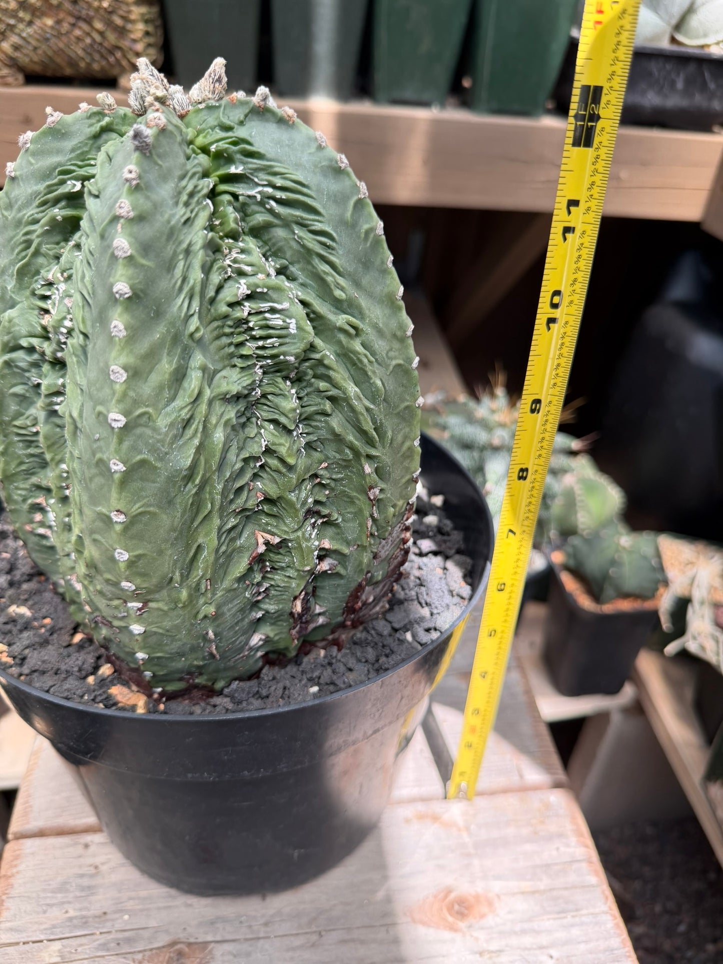 Astrophytum myriostigma Fukuryu