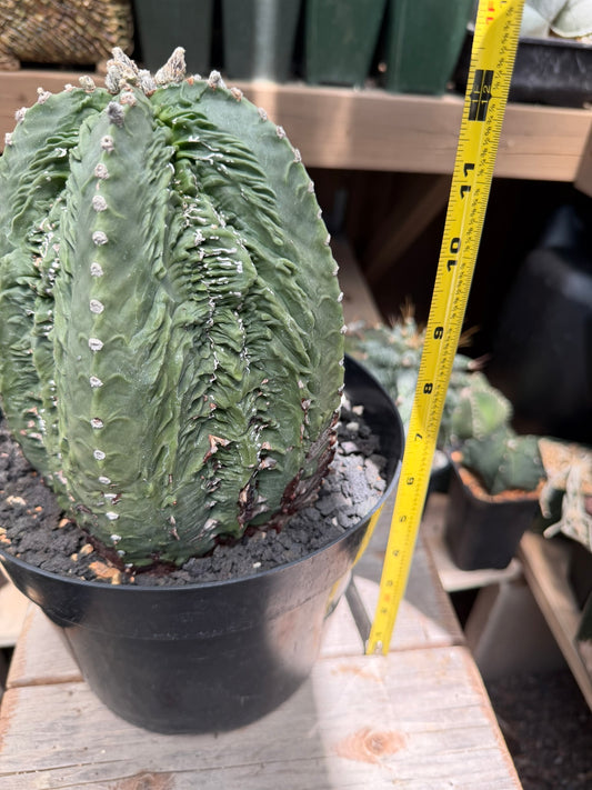 Astrophytum myriostigma Fukuryu