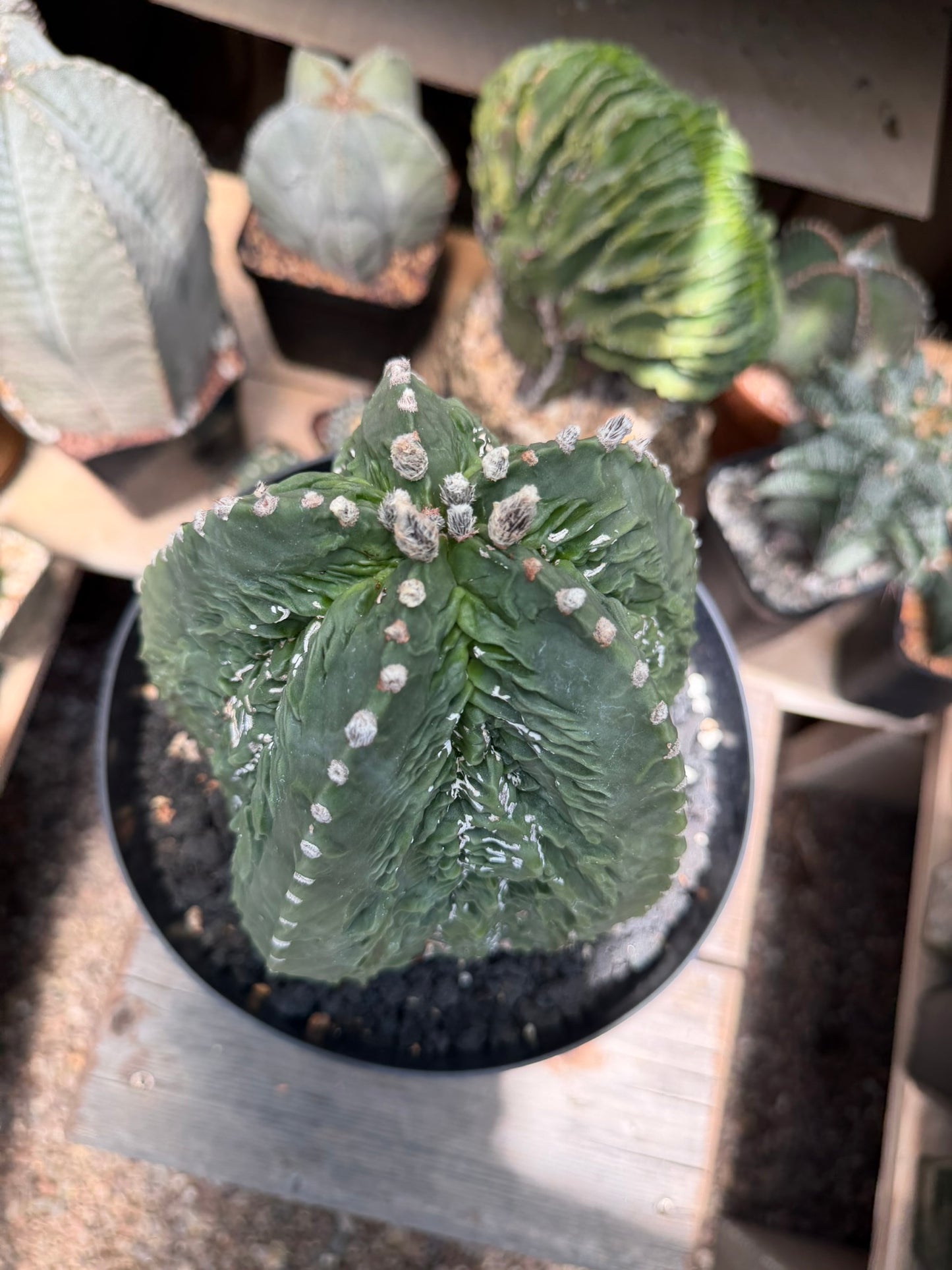 Astrophytum myriostigma Fukuryu