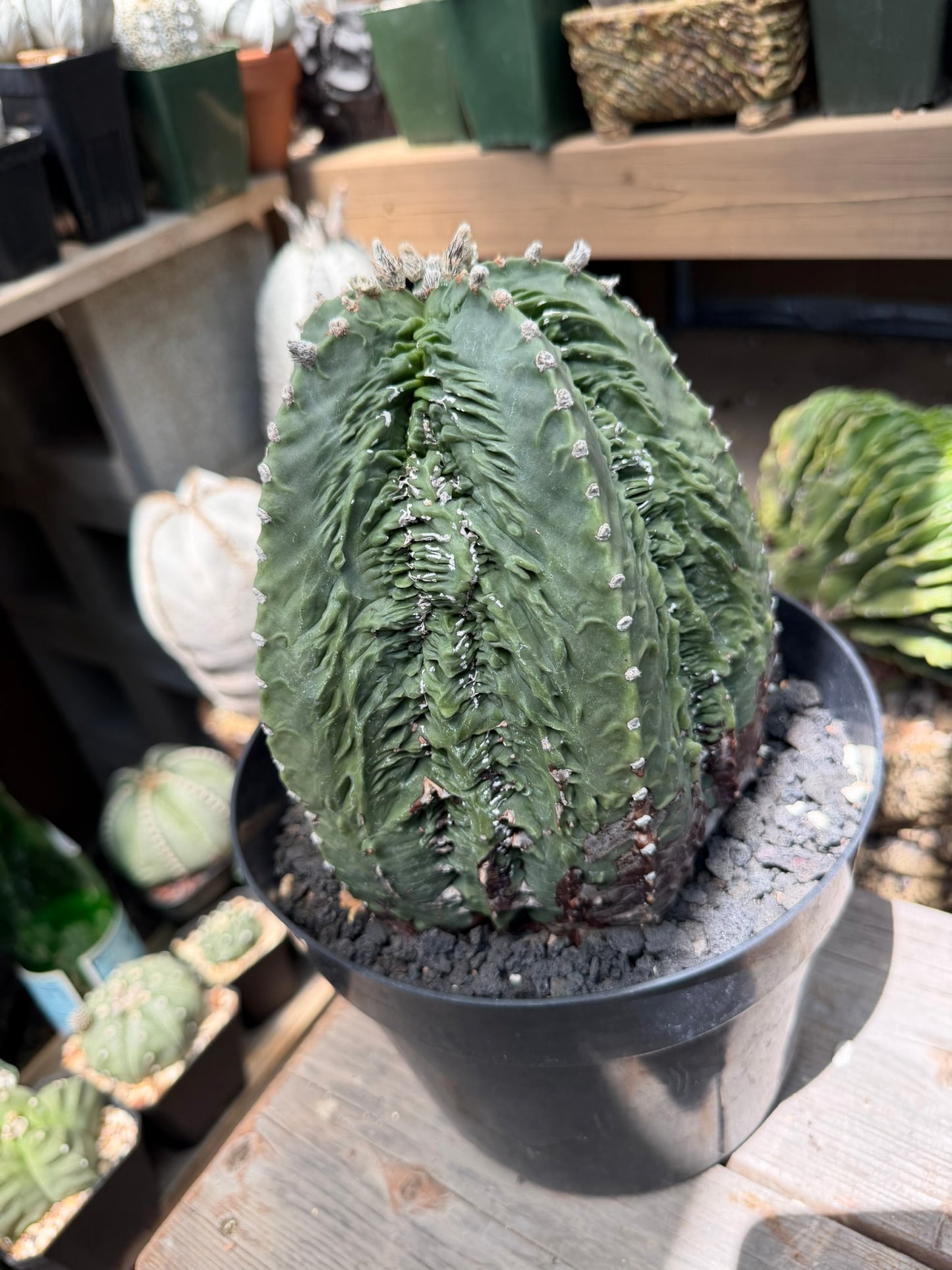 Astrophytum myriostigma Fukuryu