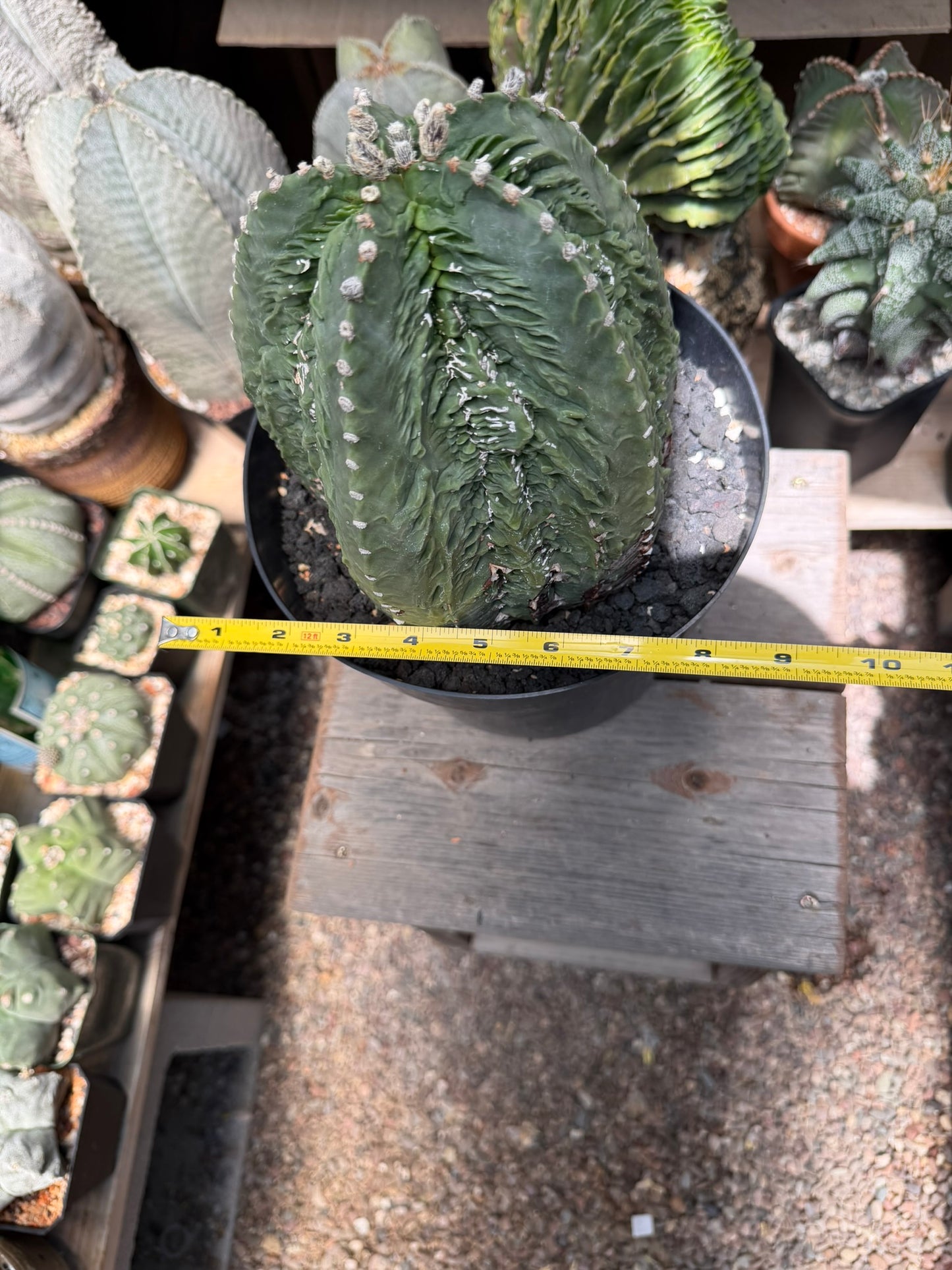Astrophytum myriostigma Fukuryu
