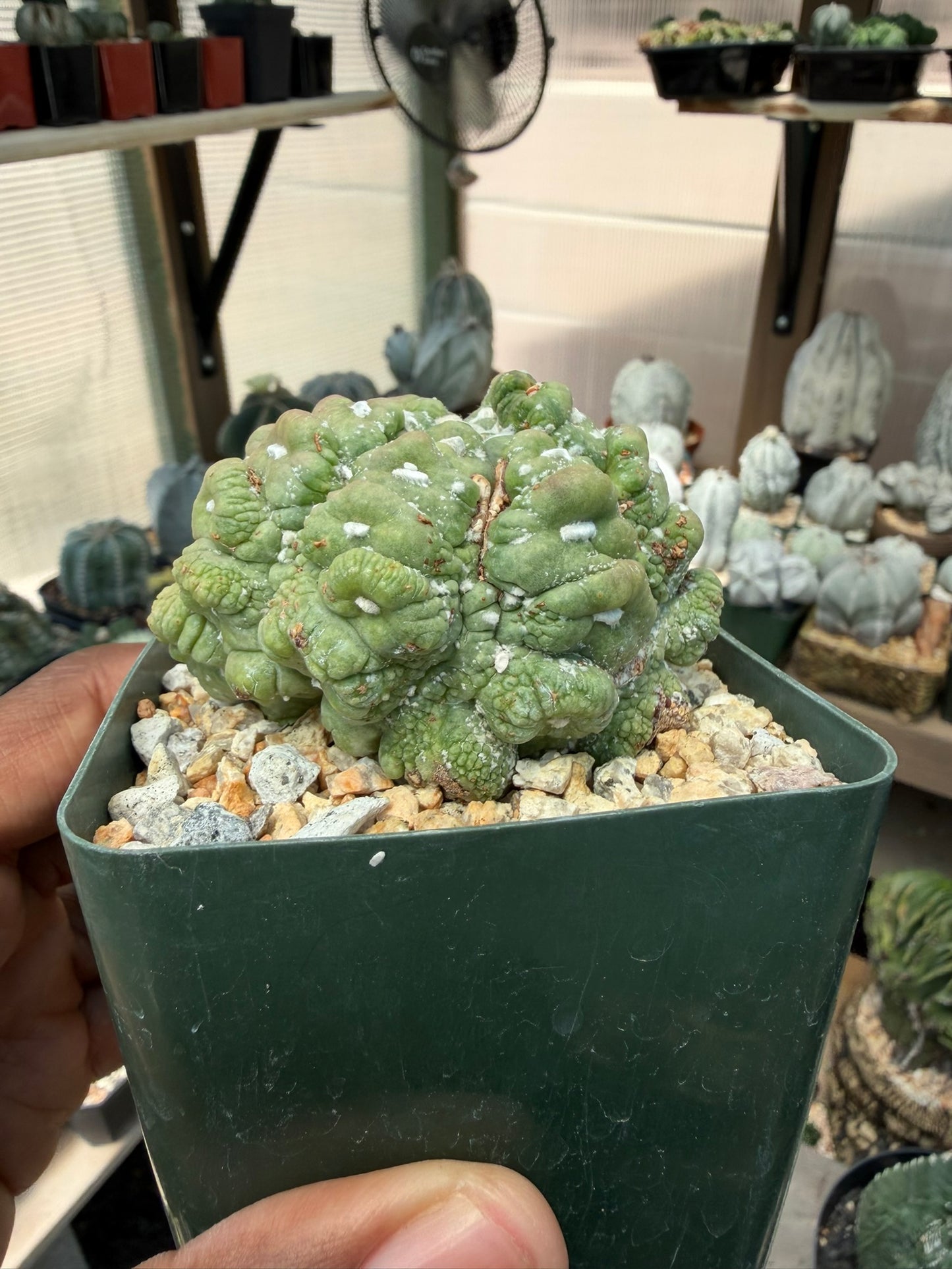 Astrophytum asterias Kikko Muscle