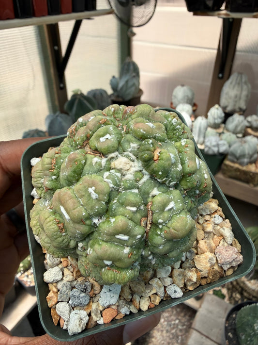 Astrophytum asterias Kikko Muscle
