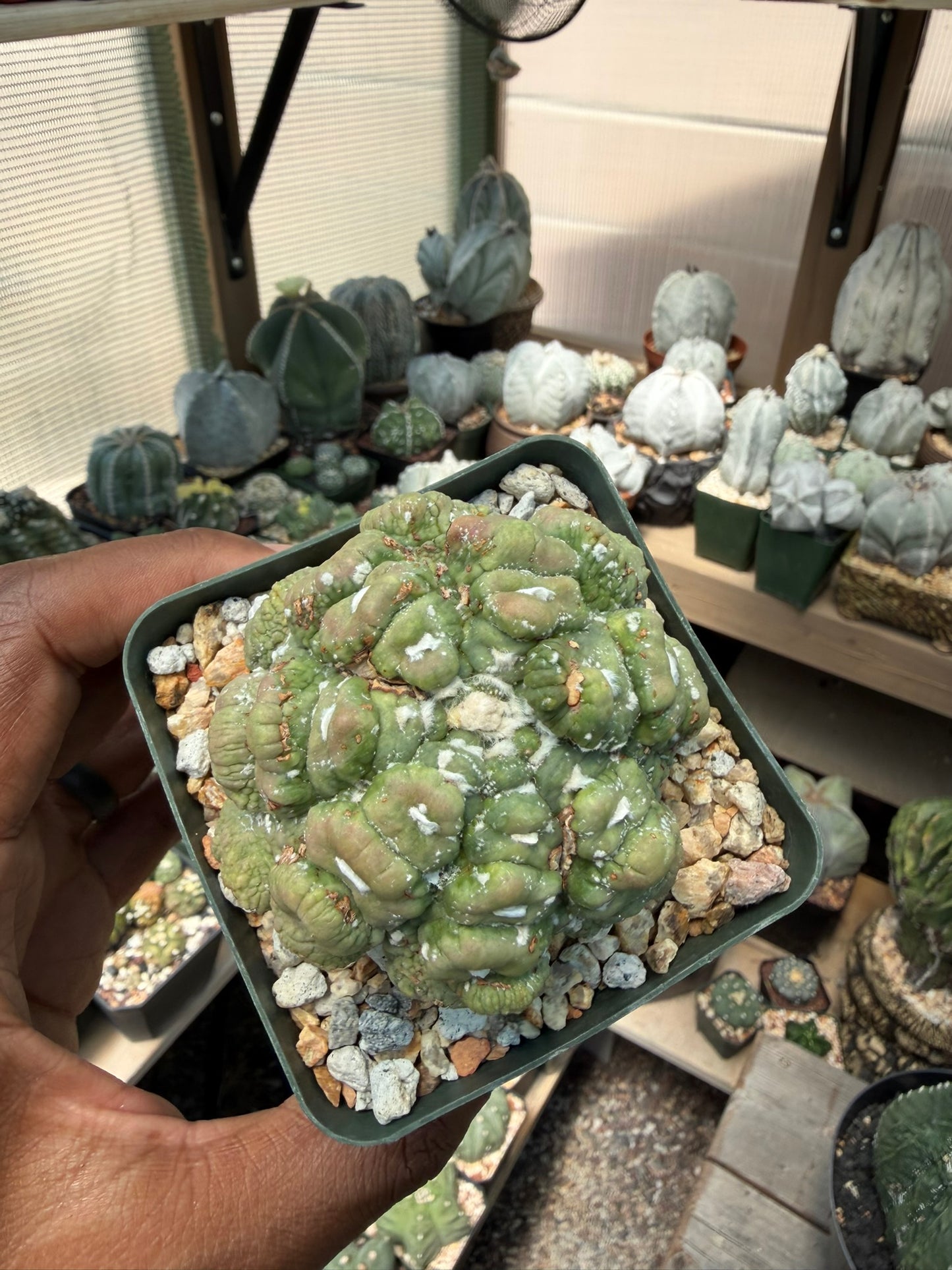 Astrophytum asterias Kikko Muscle
