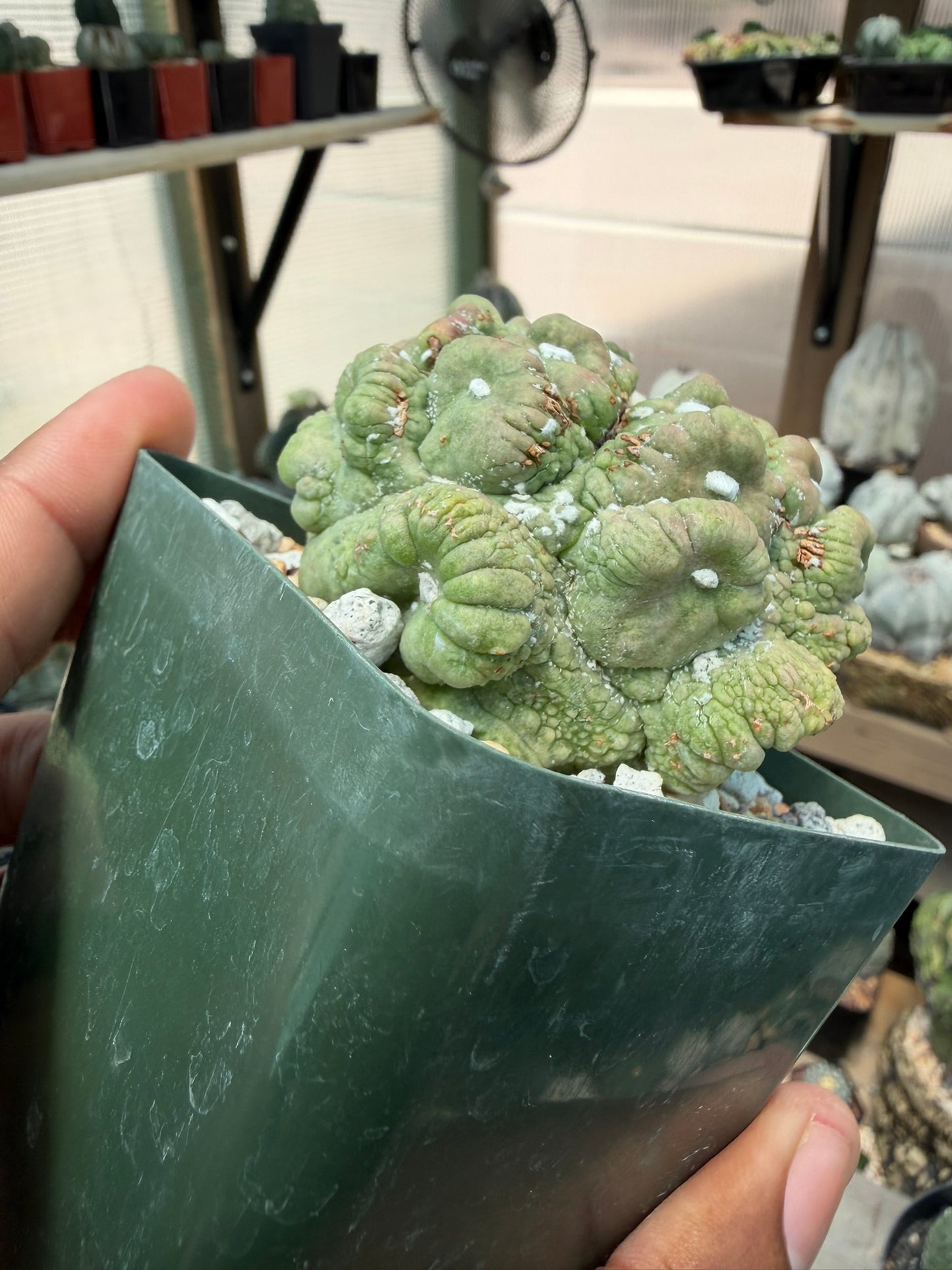 Astrophytum asterias Kikko Muscle