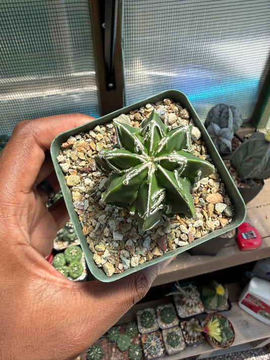 Astrophytum myriostigma Fukuryu Hakujo
