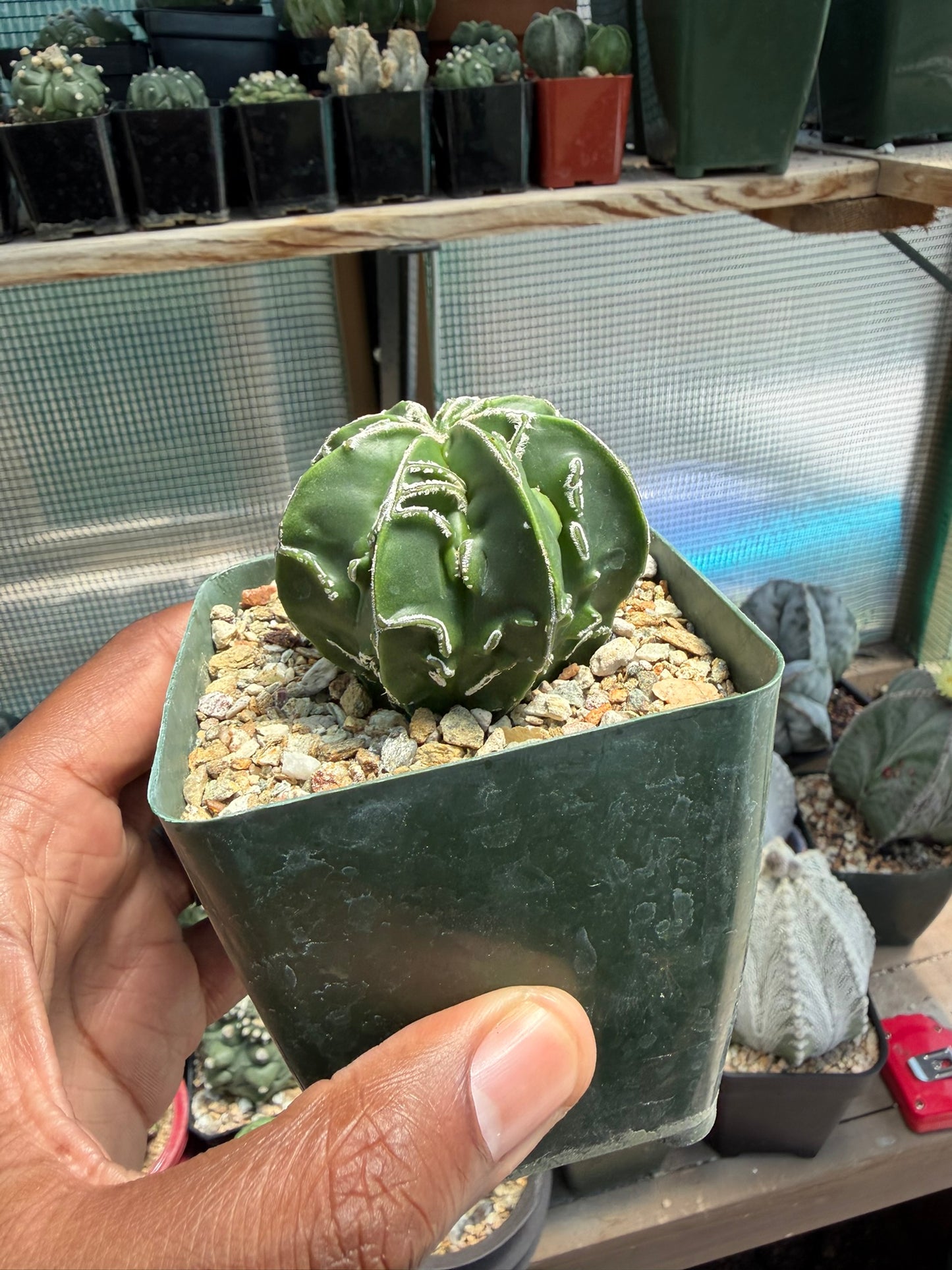 Astrophytum myriostigma Fukuryu Hakujo