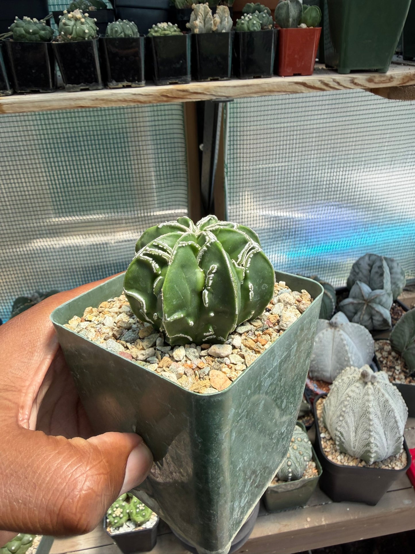 Astrophytum myriostigma Fukuryu Hakujo