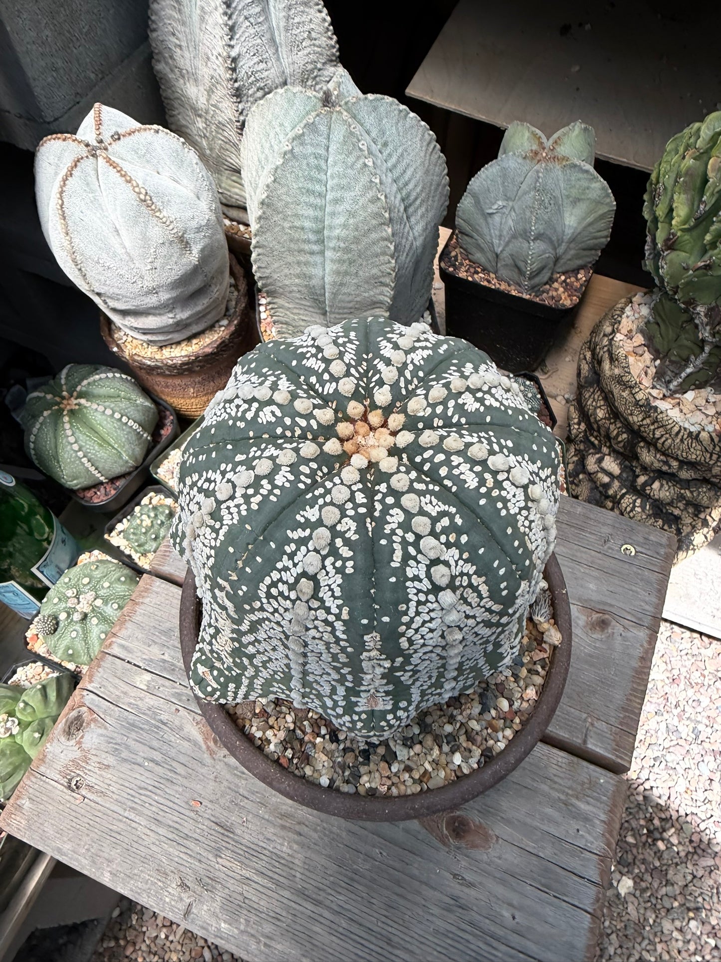 Astrophytum asterias Superkabuto