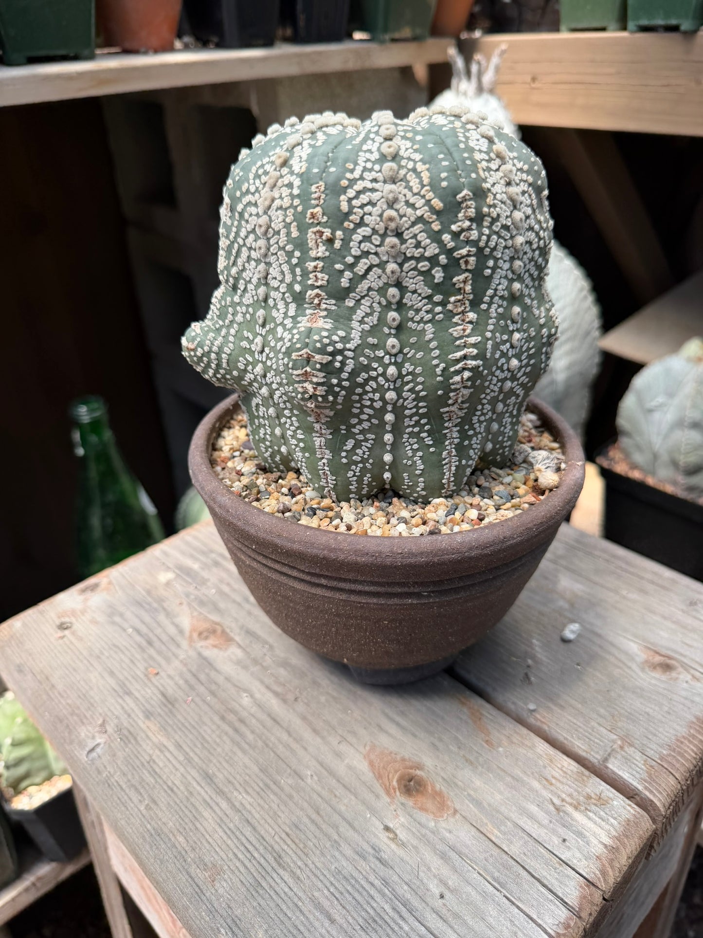 Astrophytum asterias Superkabuto