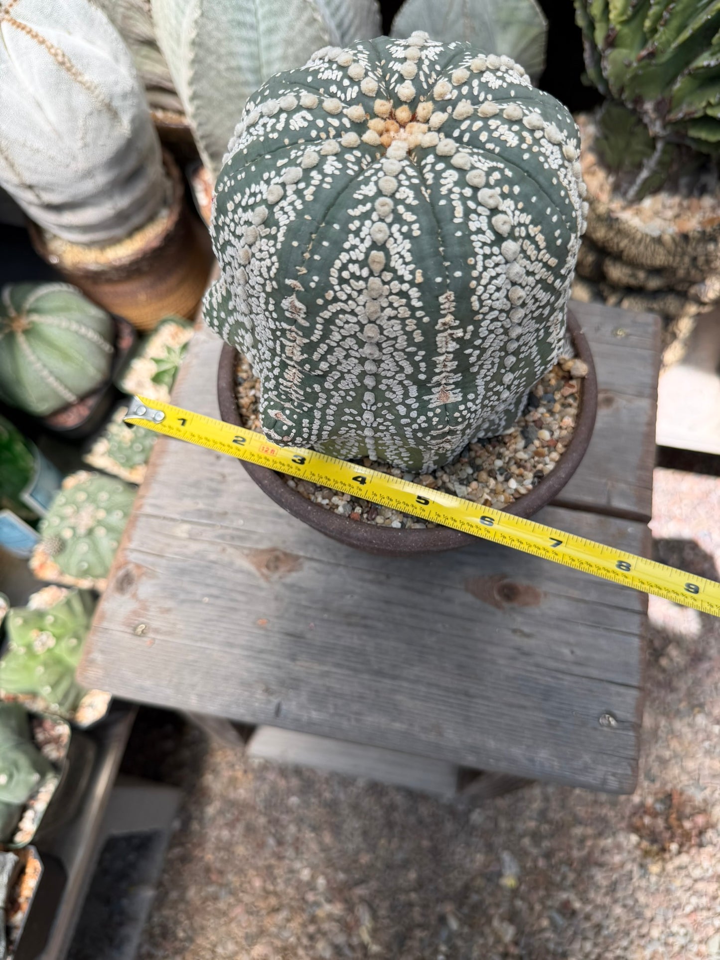 Astrophytum asterias Superkabuto