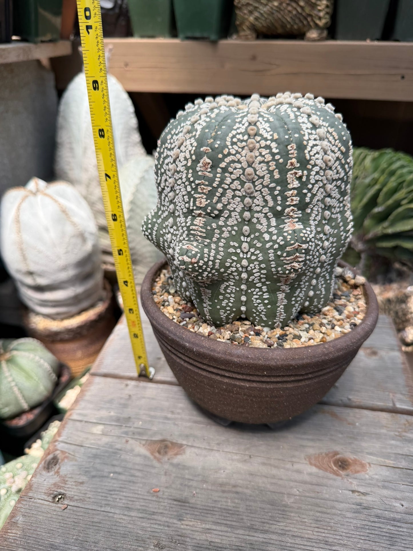 Astrophytum asterias Superkabuto