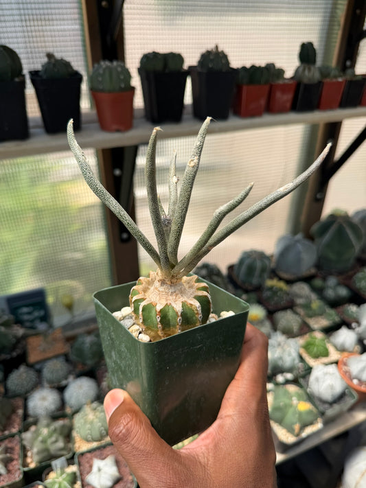 Astrophytum caput-medusae (grafted)