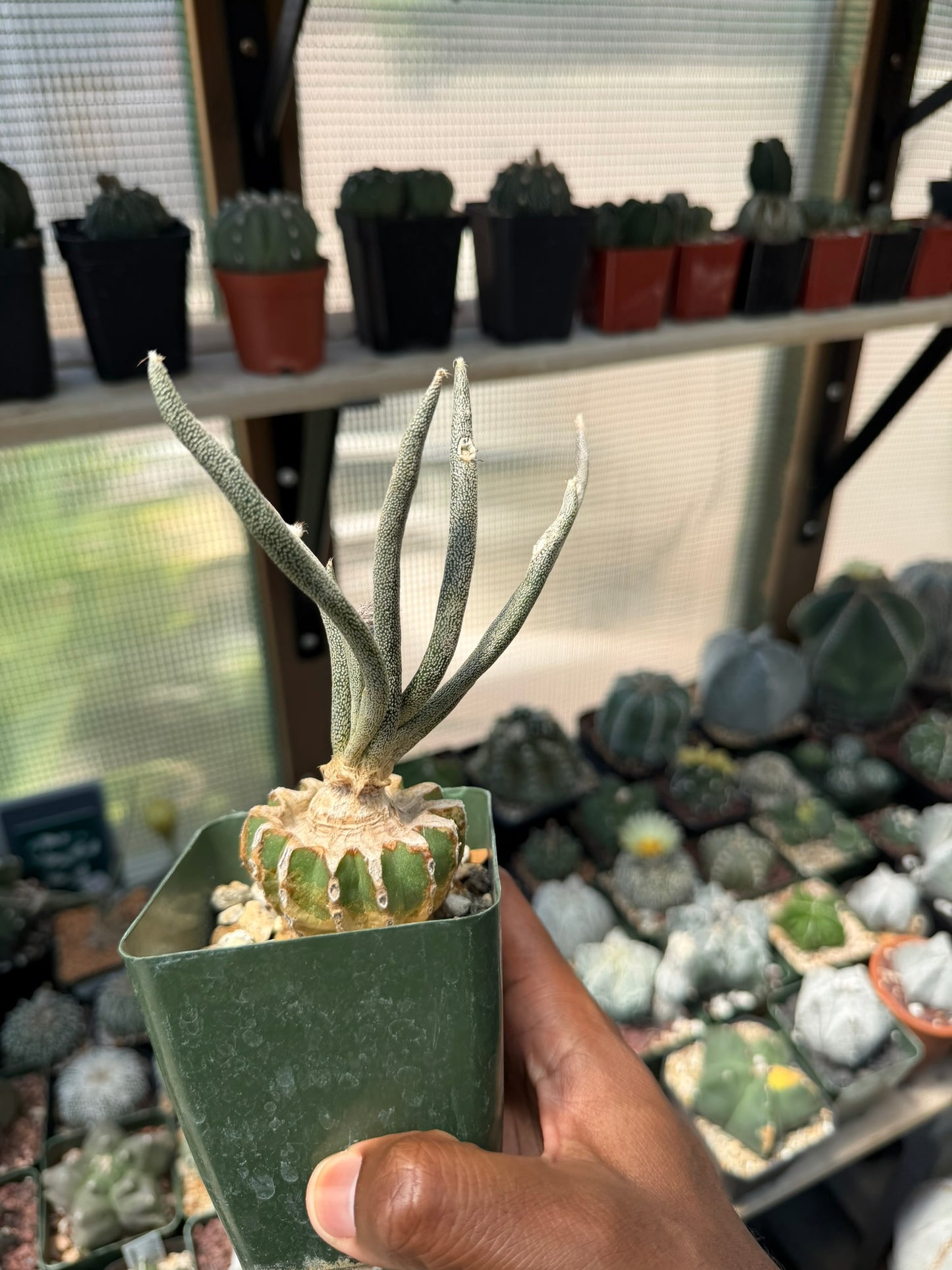 Astrophytum caput-medusae (grafted)